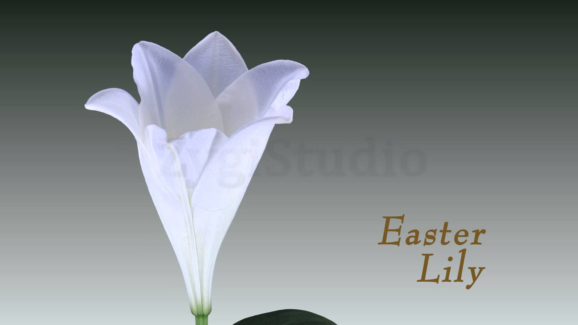 Time lapse of Opening White Easter Lily