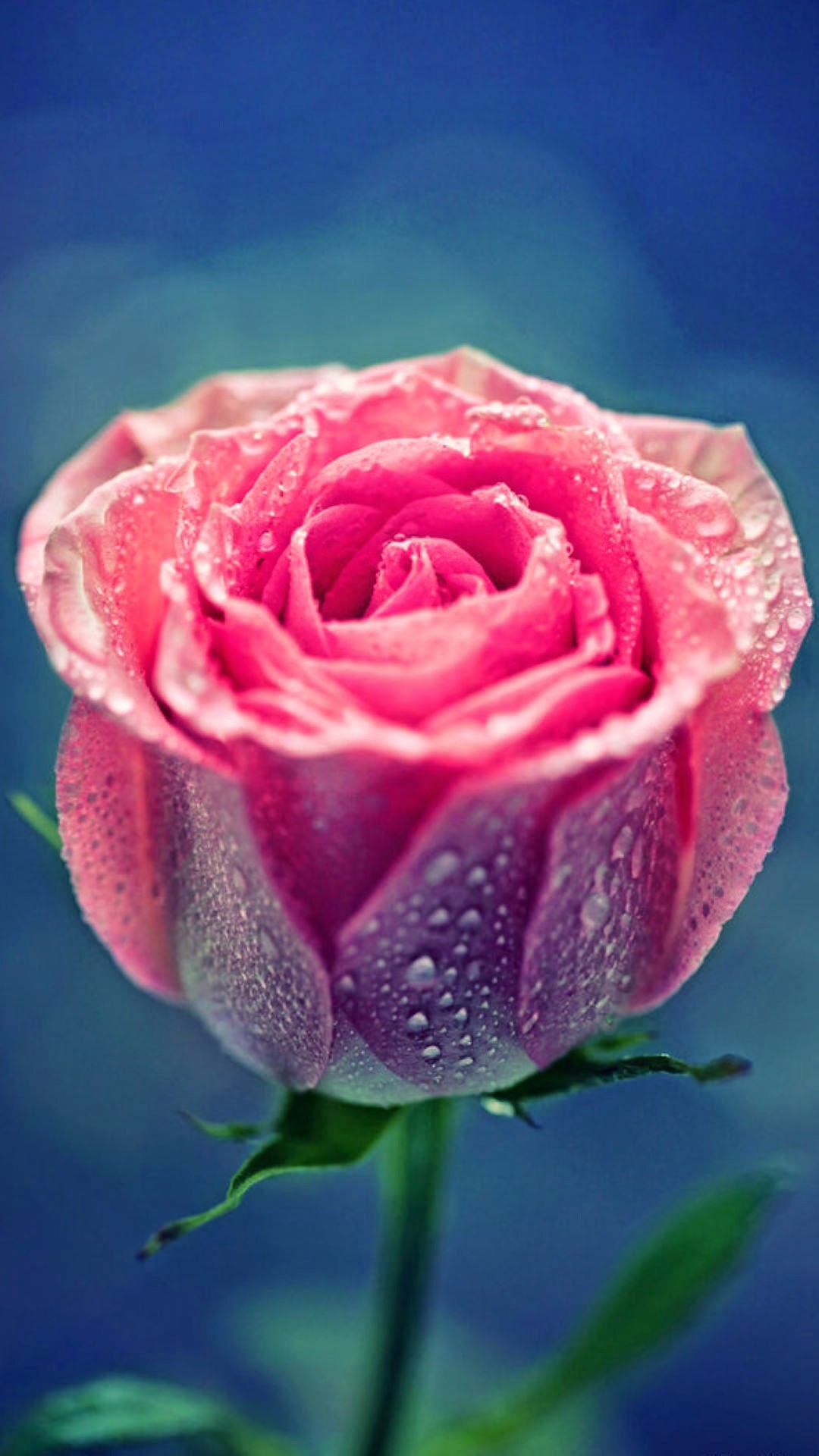 Pink Rose Dew Close Up #iPhone #plus #wallpaper
