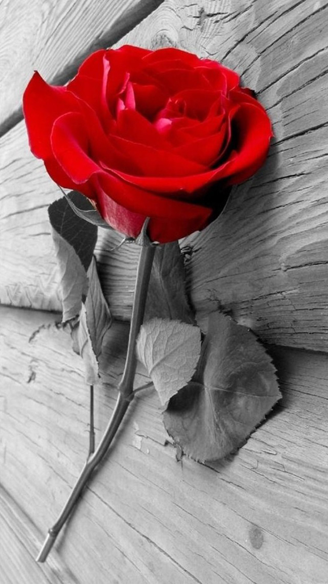 elegant red rose on wood iphone 8 wallpaper download iphone …
