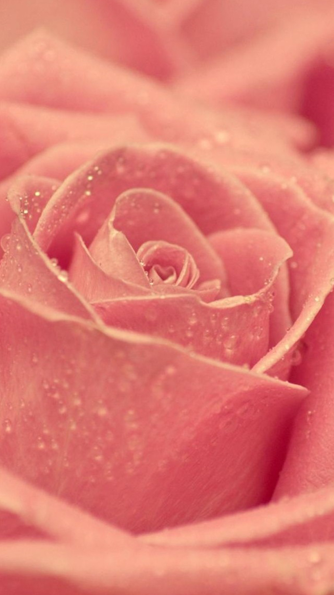 26 Happy Valentines Day Roses / flowers Wallpapers for iPhone