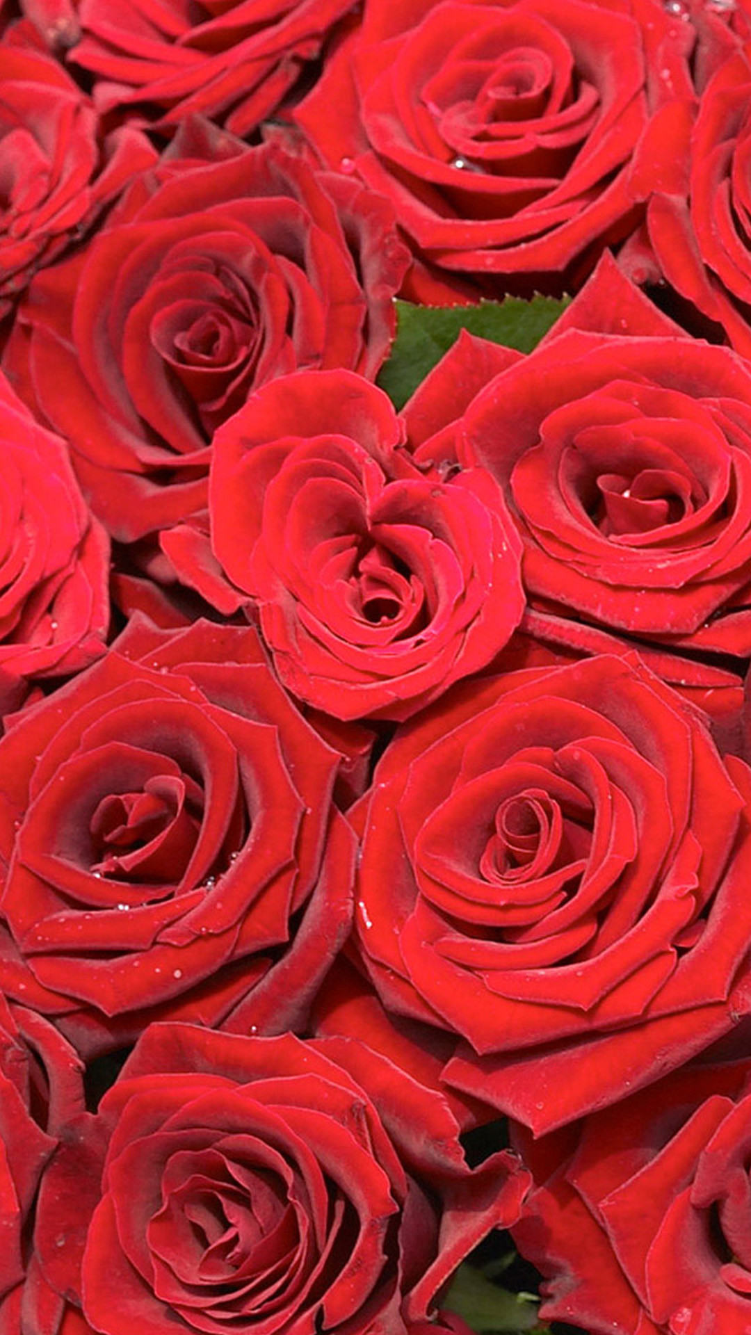 Beautiful red rose HD Wallpaper iPhone 6 plus