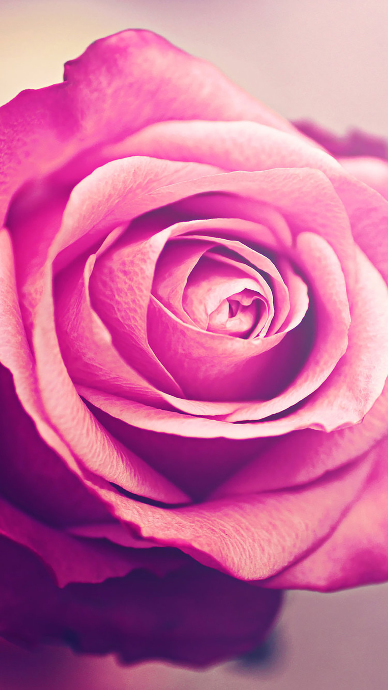 Roses pink romantic rose 3Wallpapers iPhone Parallax