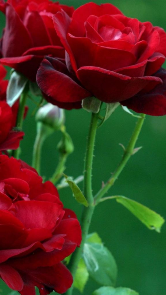 30 Red Rose Flower Wallpaper Hd For Iphone 6 Mobile - Rose Flower Hd Wallpaper For Android Mobile