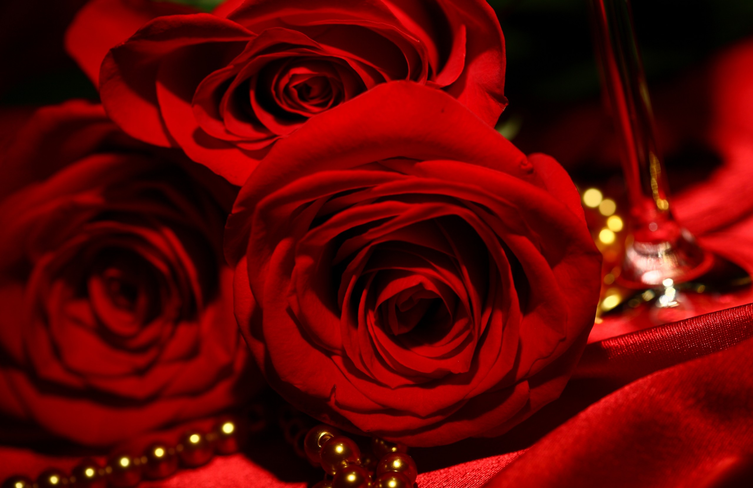 Red roses wallpapers free hd most beautiful