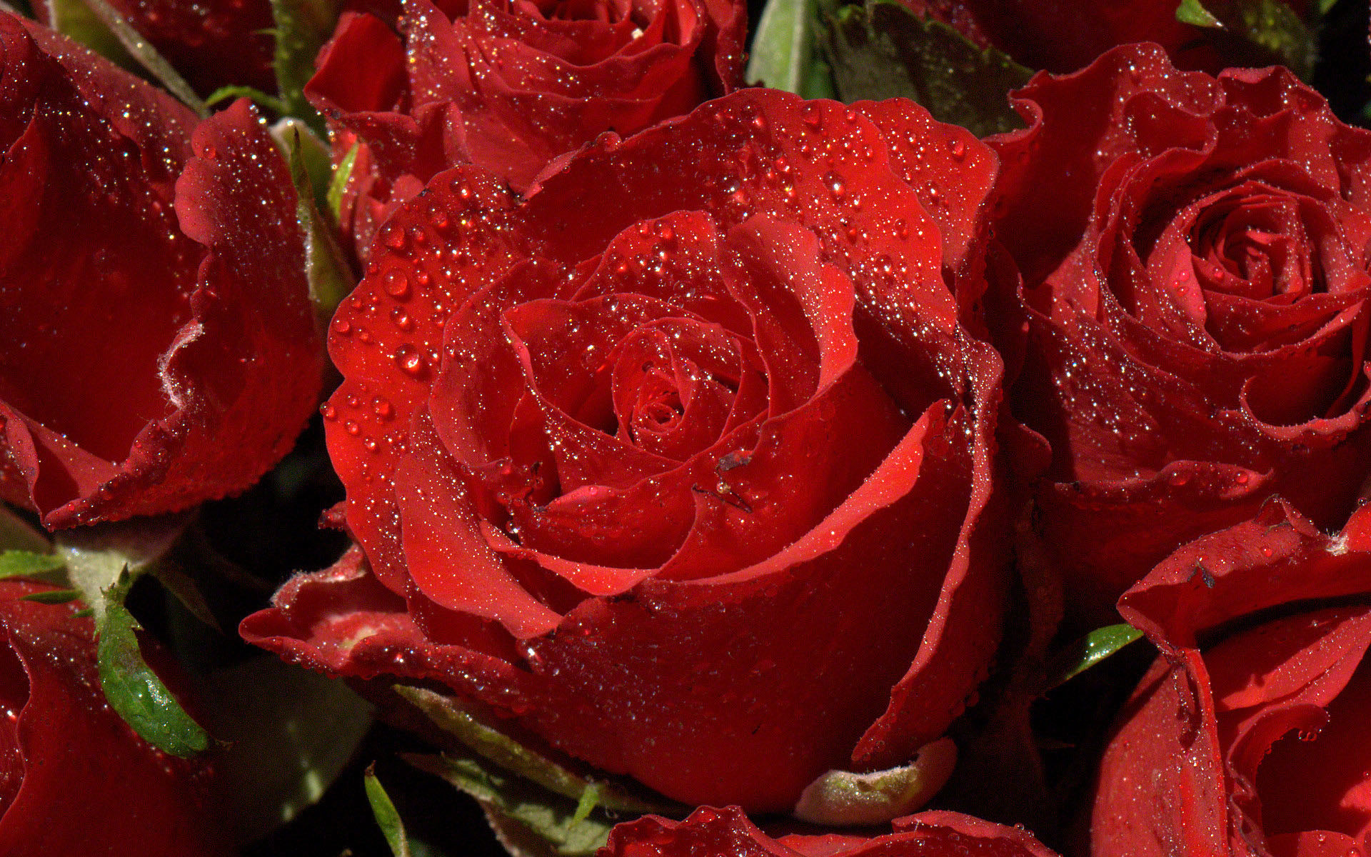 Red rose waterdrops