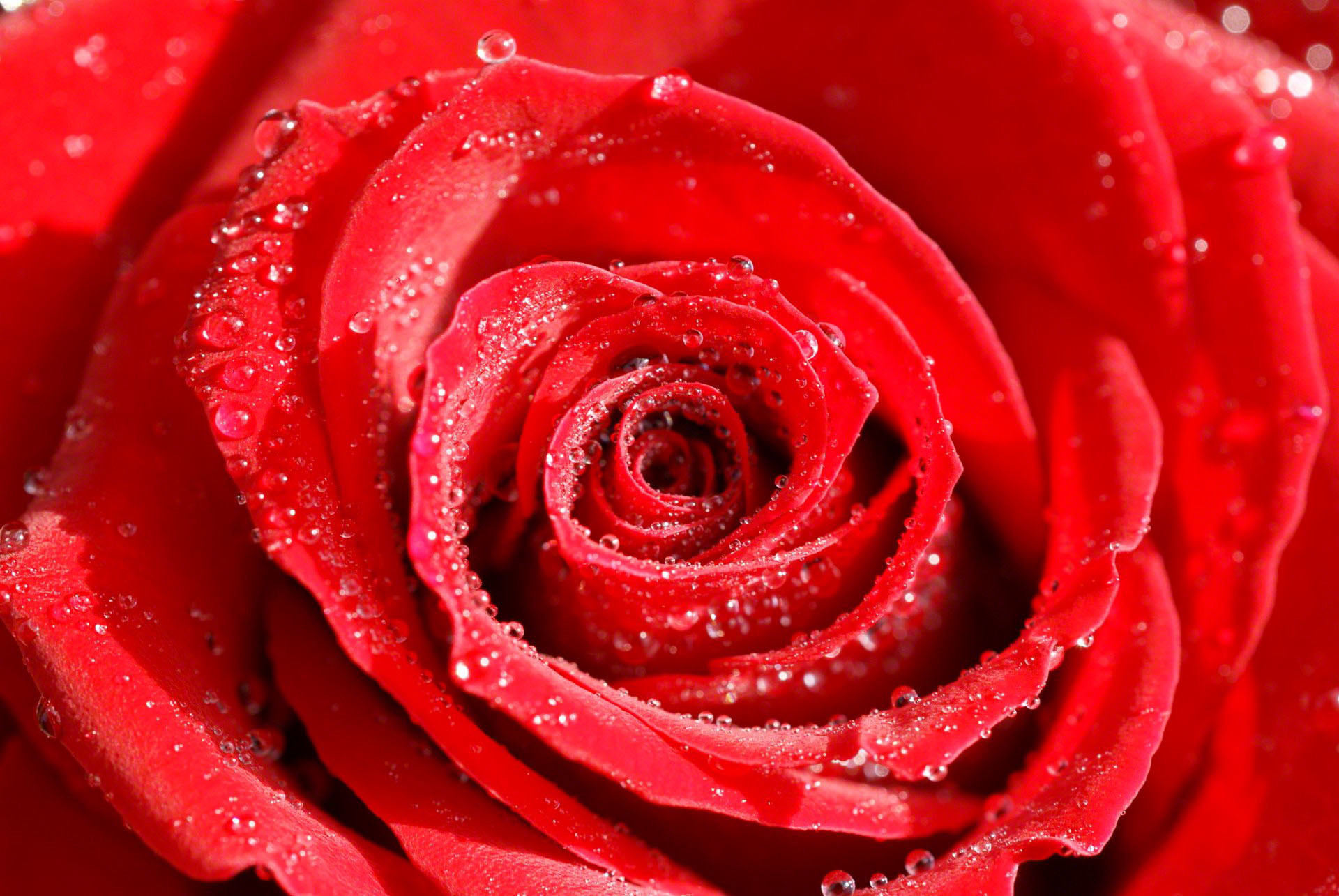 Roses flower, Roses photos, roses wallpaper for your desktop – Red Rose,  White Rose, Orange Rose, Pink