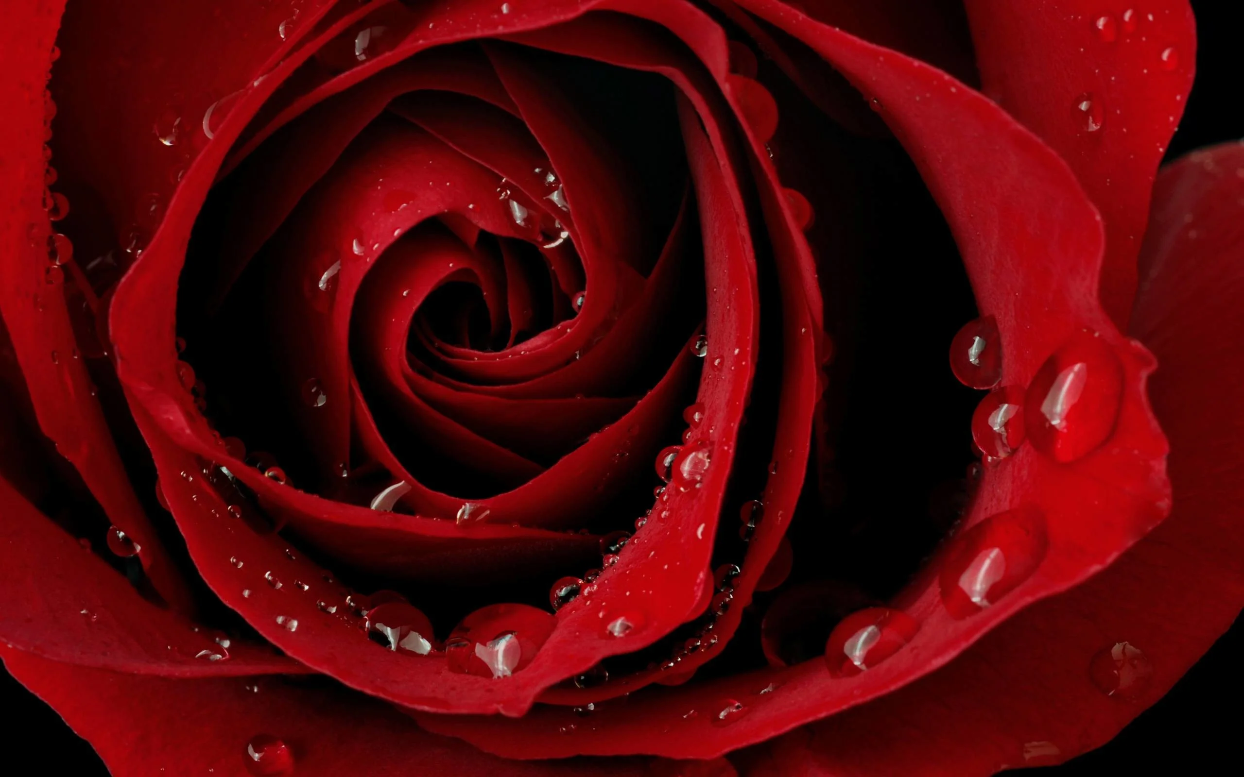 Beautiful fresh red rose wallpapers – DriverLayer Search Engine