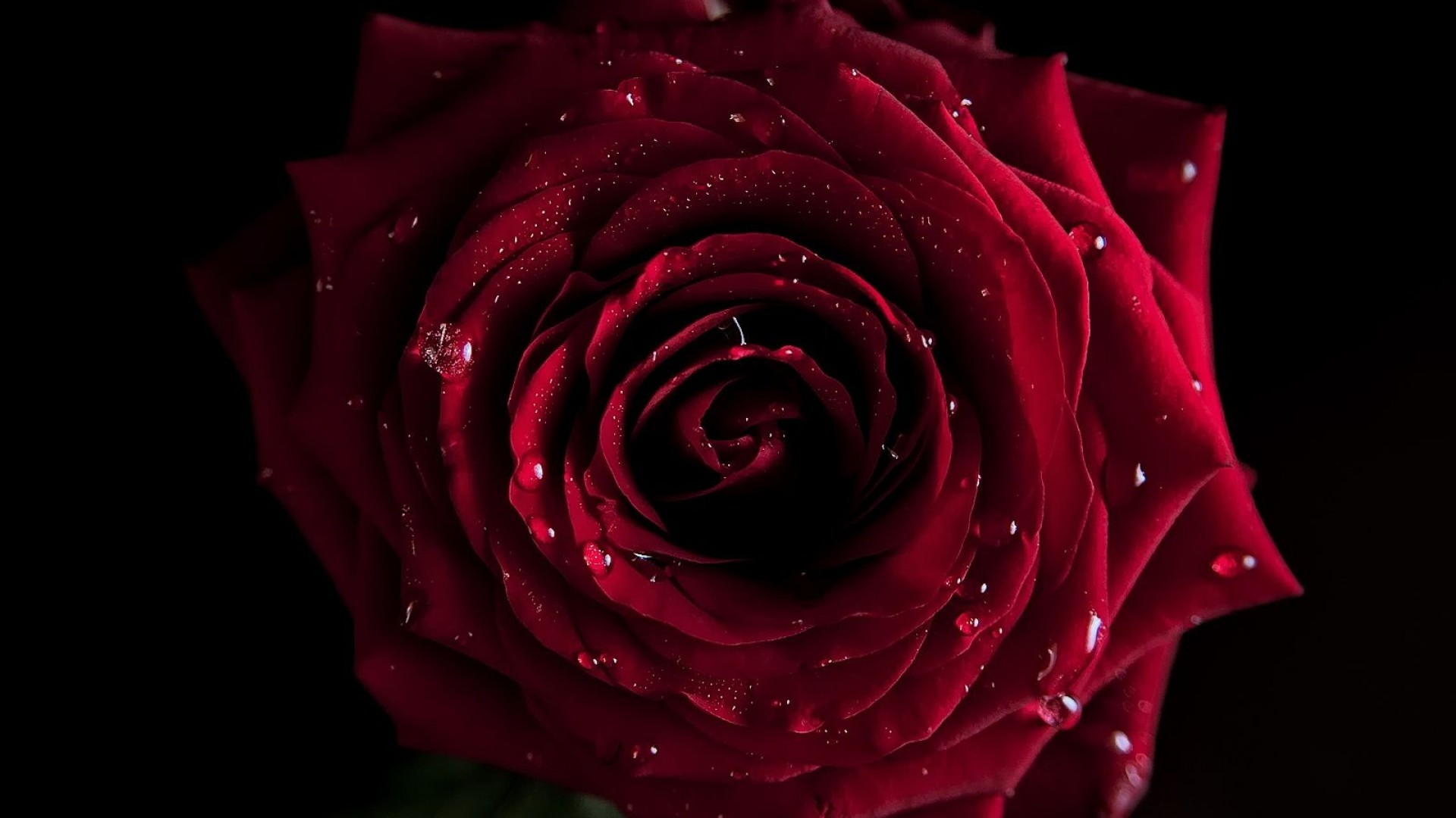 … Red Rose Wallpaper …