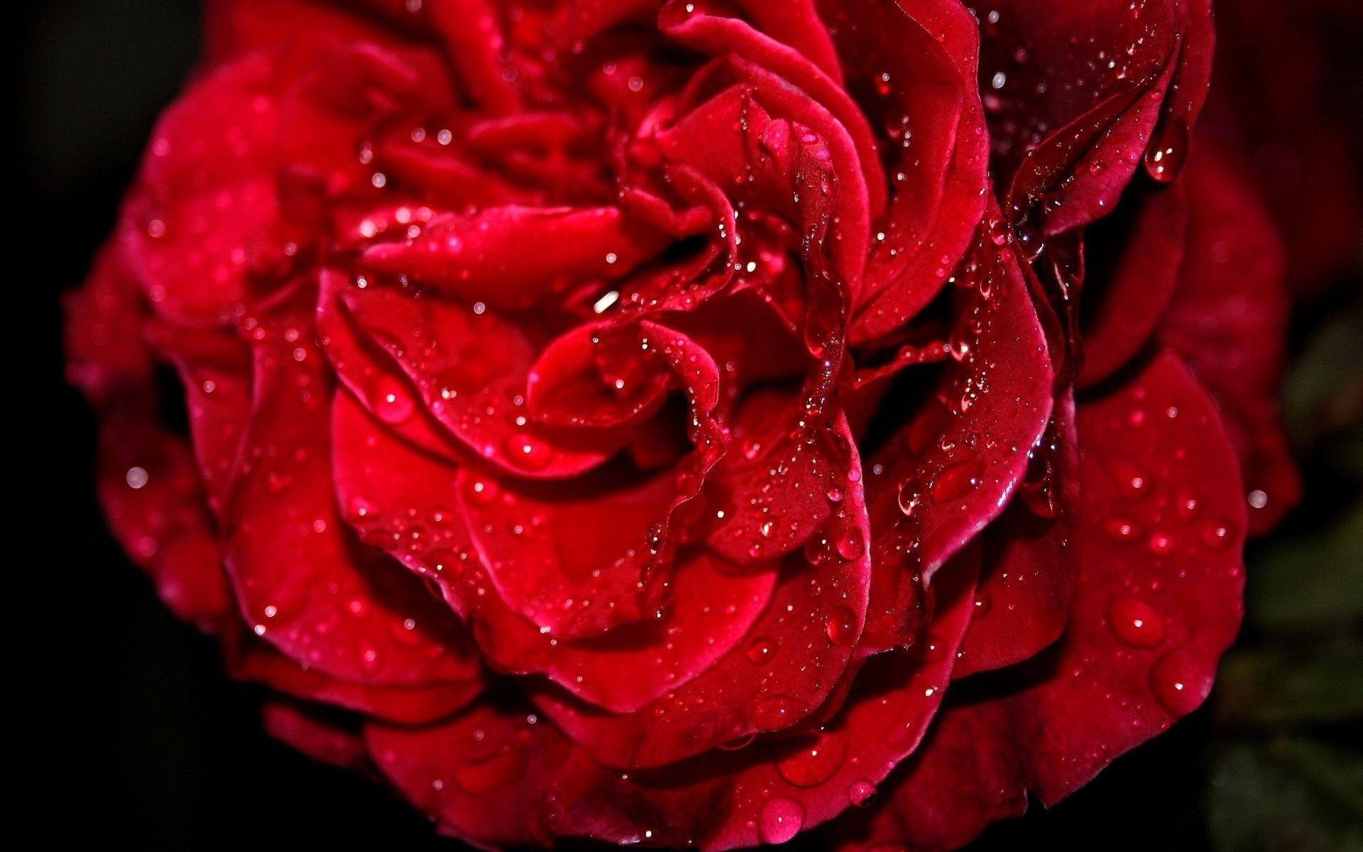 Fresh Red Rose Wallpapers | HD Wallpapers