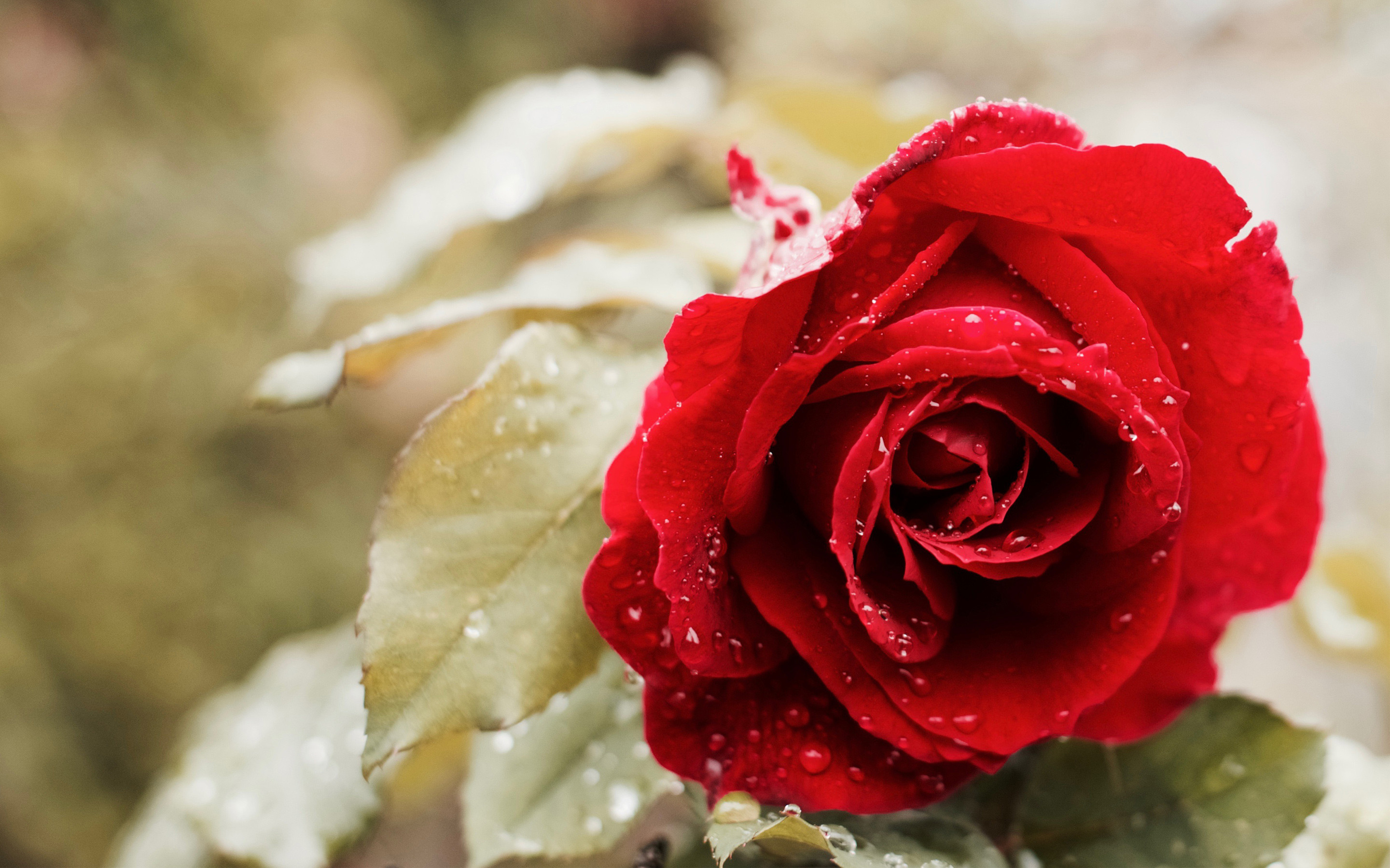 Beautiful Red Rose 4K