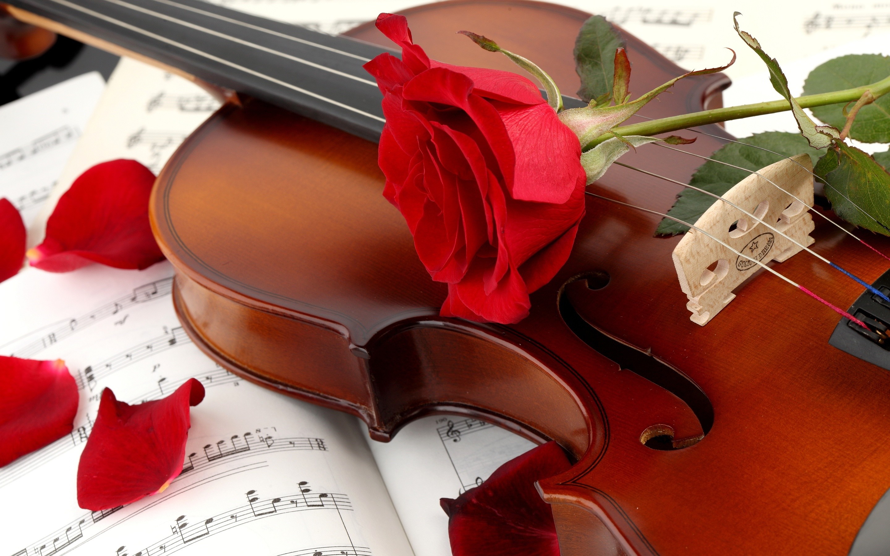Red rose with violin hd free wallpapers
