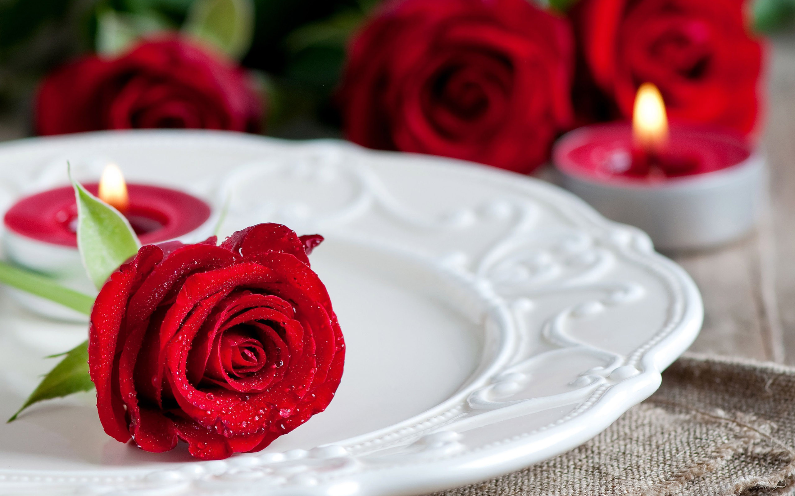 Red Roses HD Wallpaper Free Download