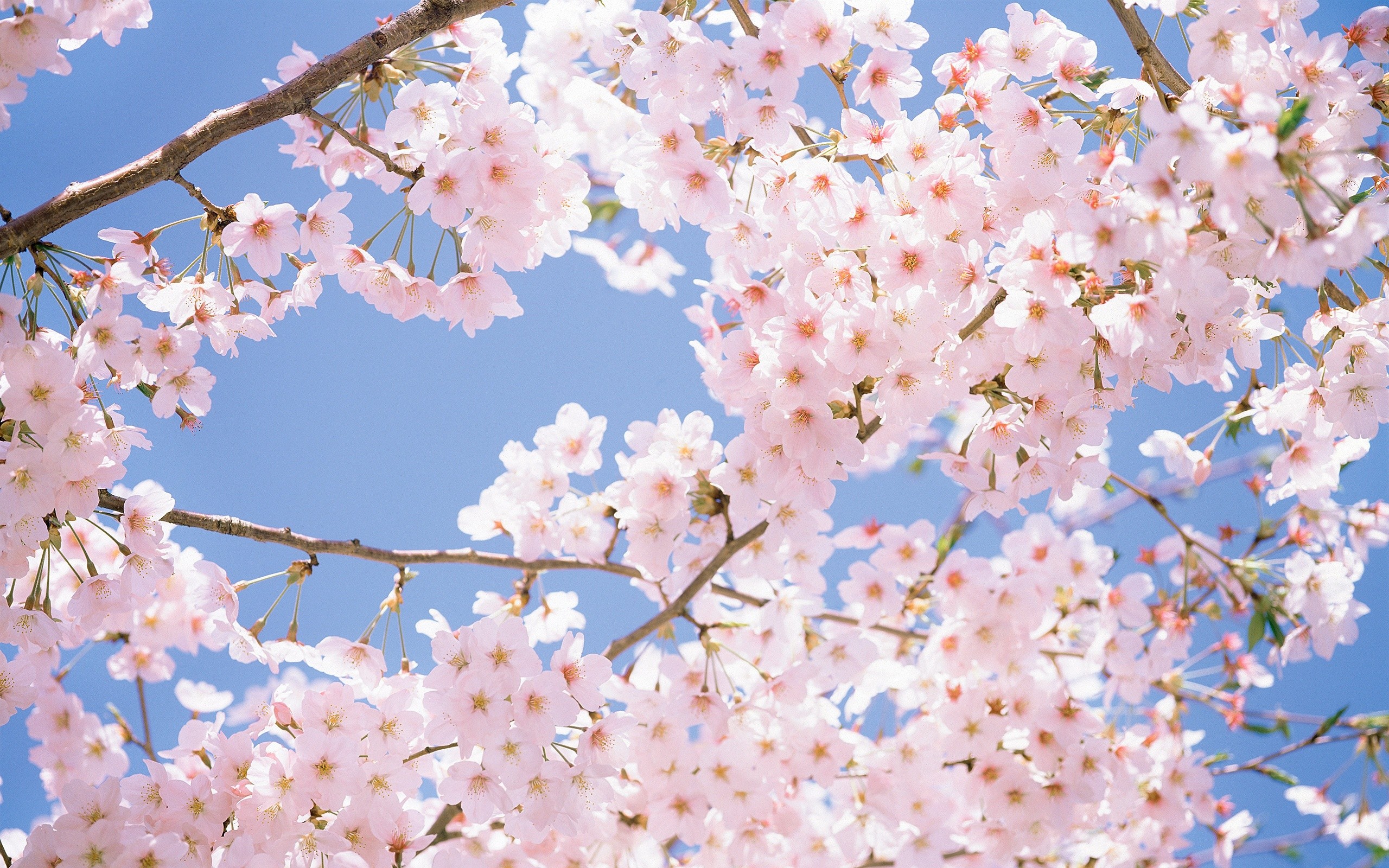 Cherry Blossom Desktop Wallpaper / Cherry Blossom Tree Wallpapers For Pc