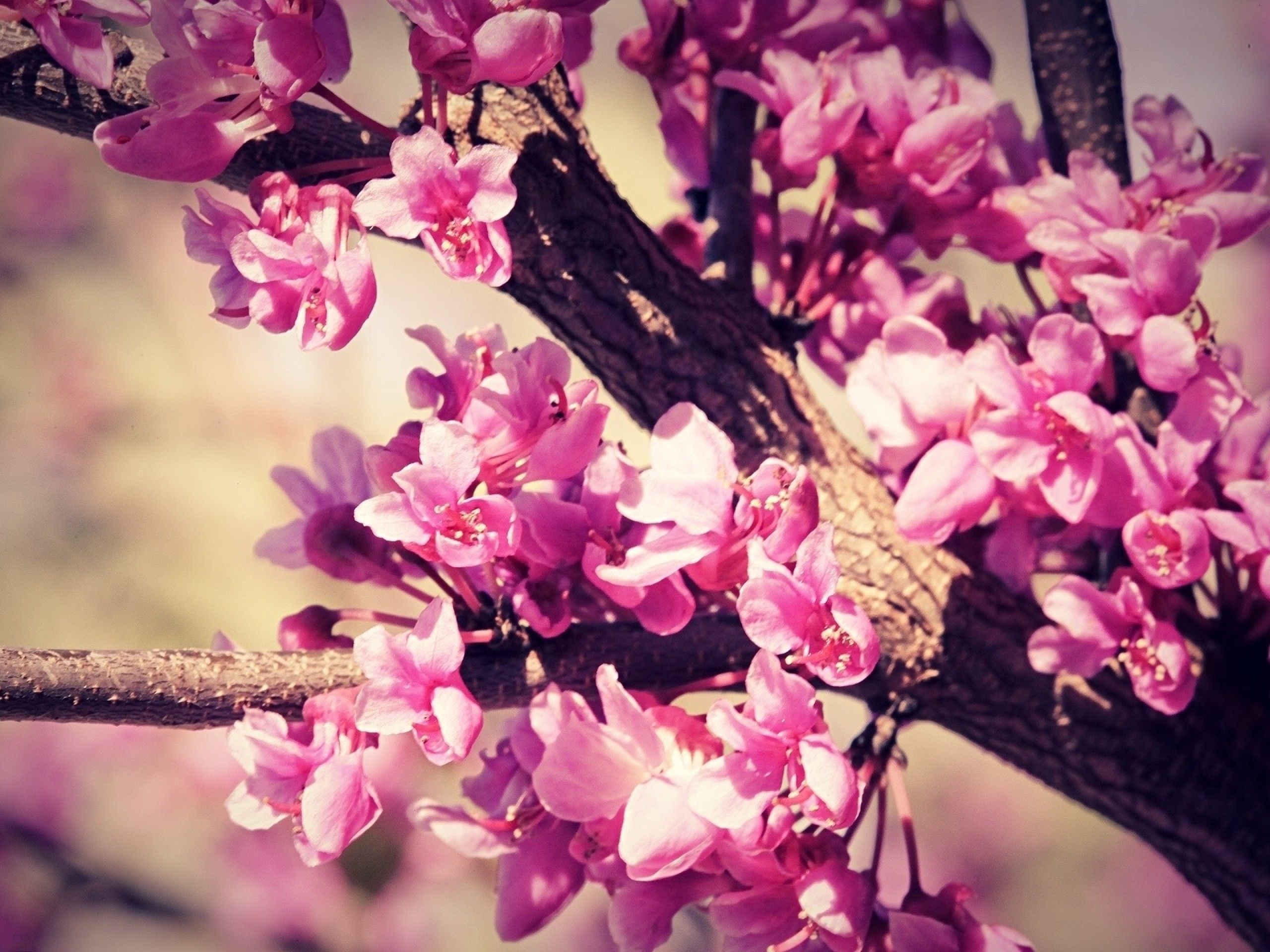 Cherry Blossom Trees HD desktop wallpaper Widescreen High