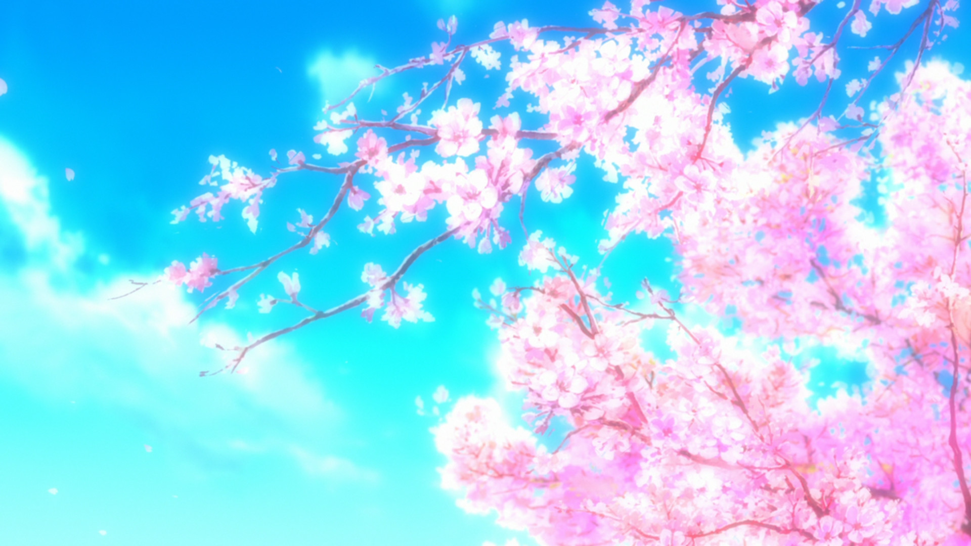 flores sakura