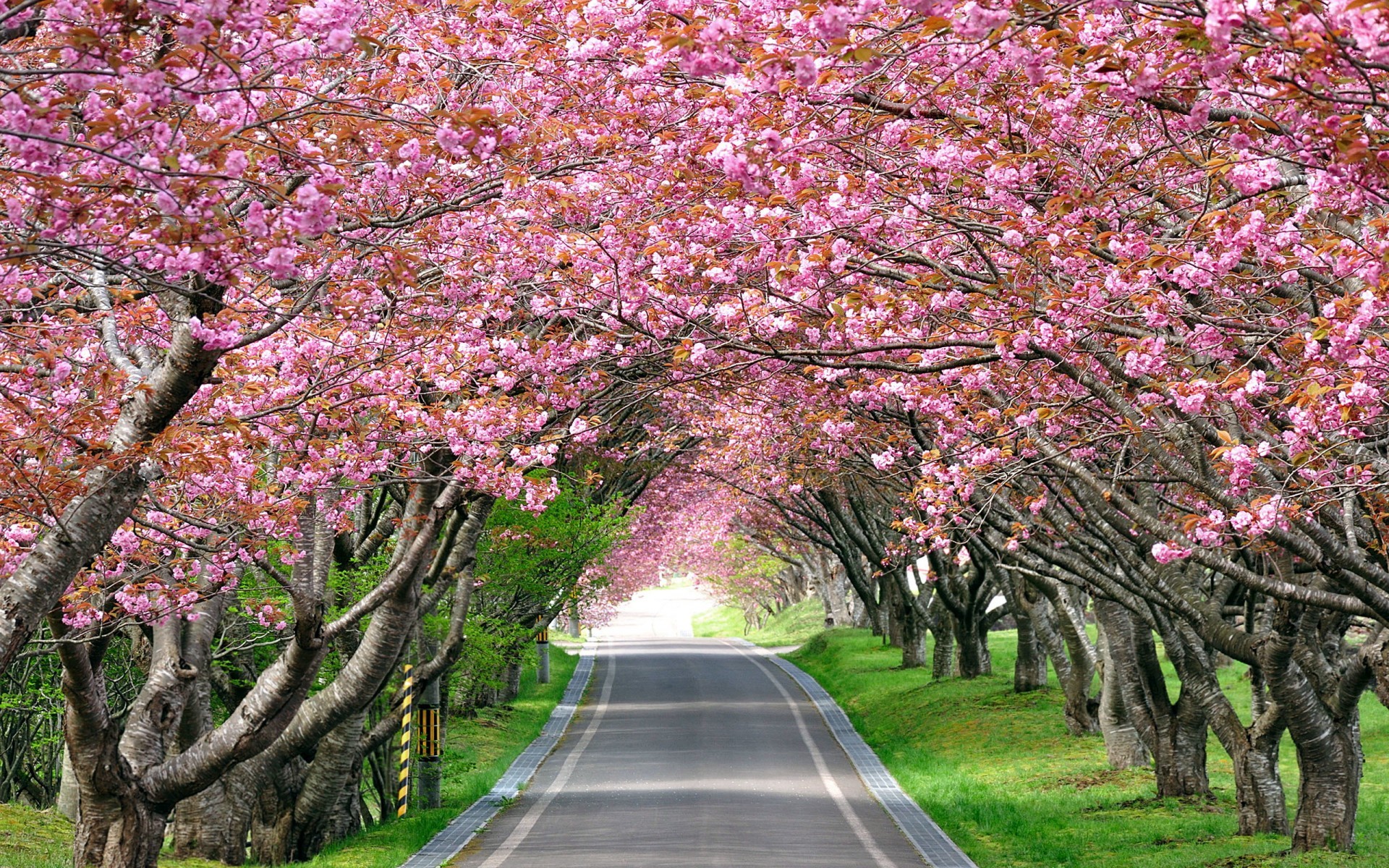 Tags: Cherry Blossom Trees …