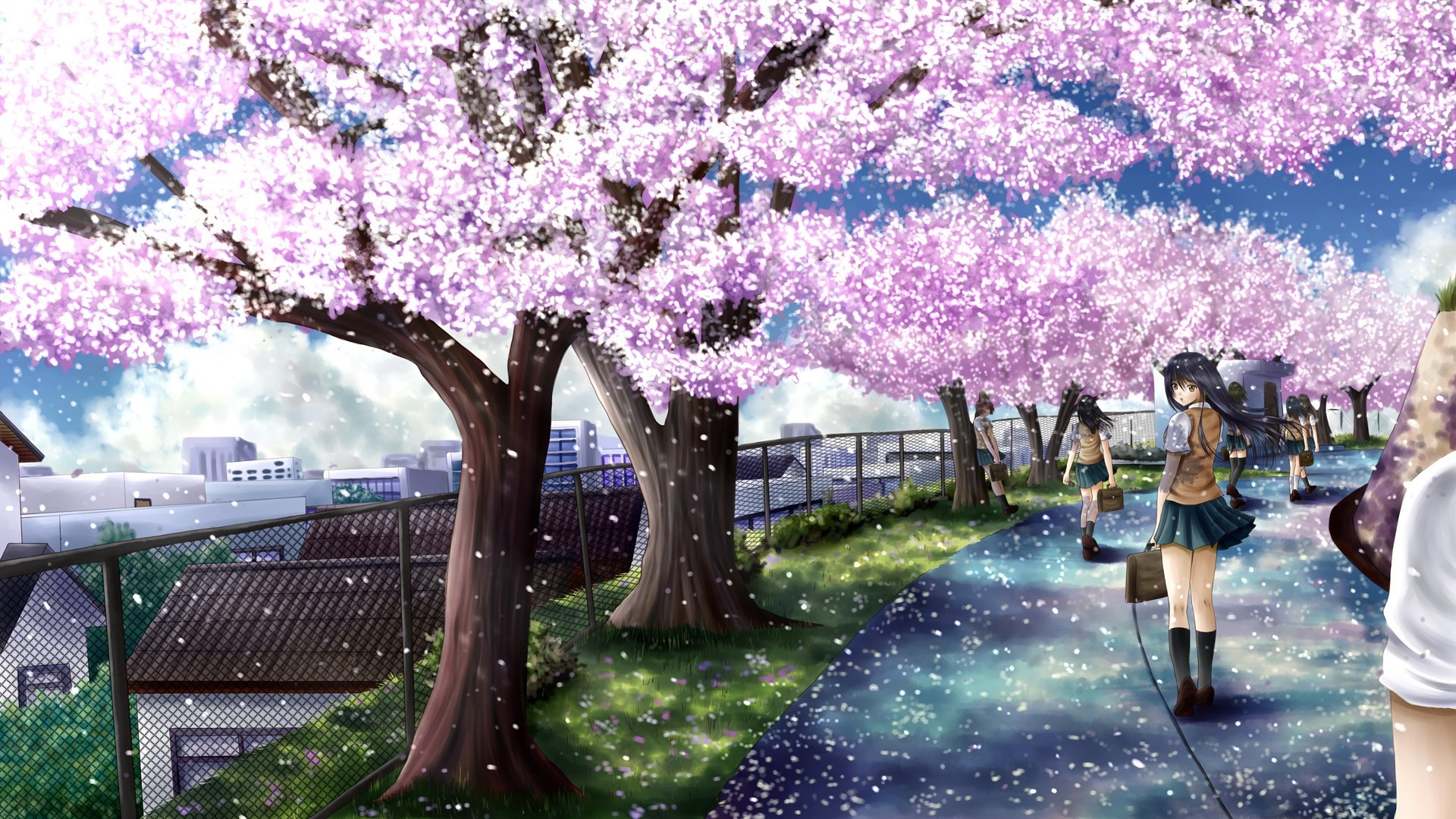 cherry blossom hd wallpapers 1080p windows