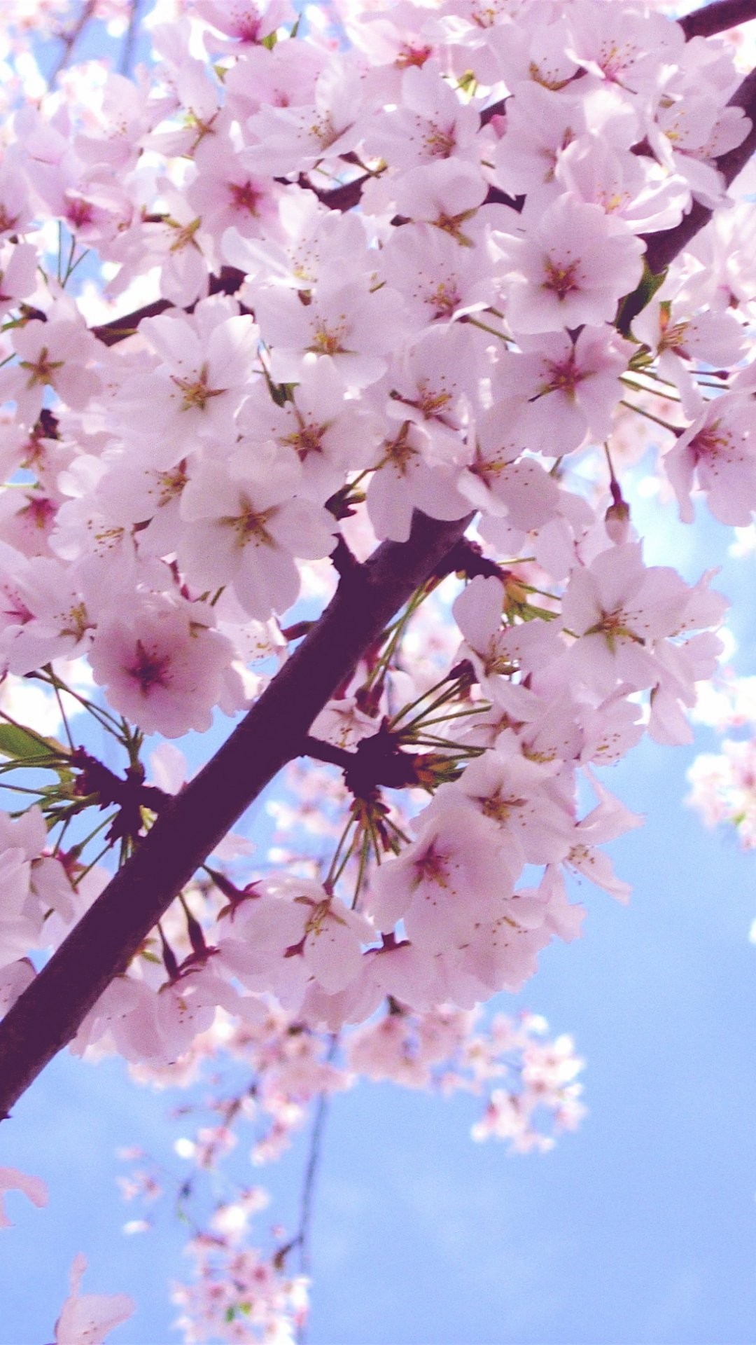 Cherry Blossom iPhone 6 Plus Wallpaper 6556 – Flowers iPhone 6 Plus Wallpapers