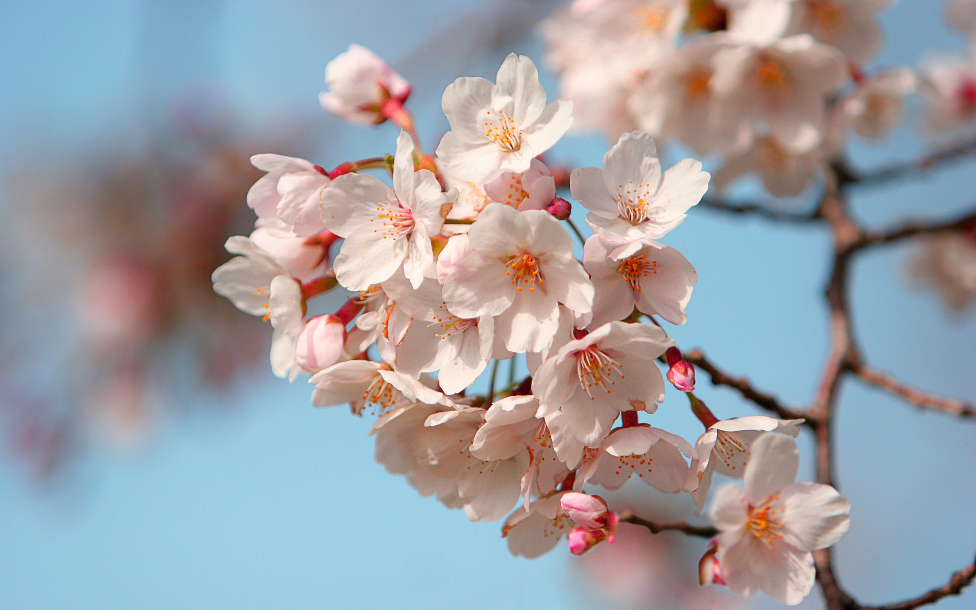 Cherry Blossom Tree Branch