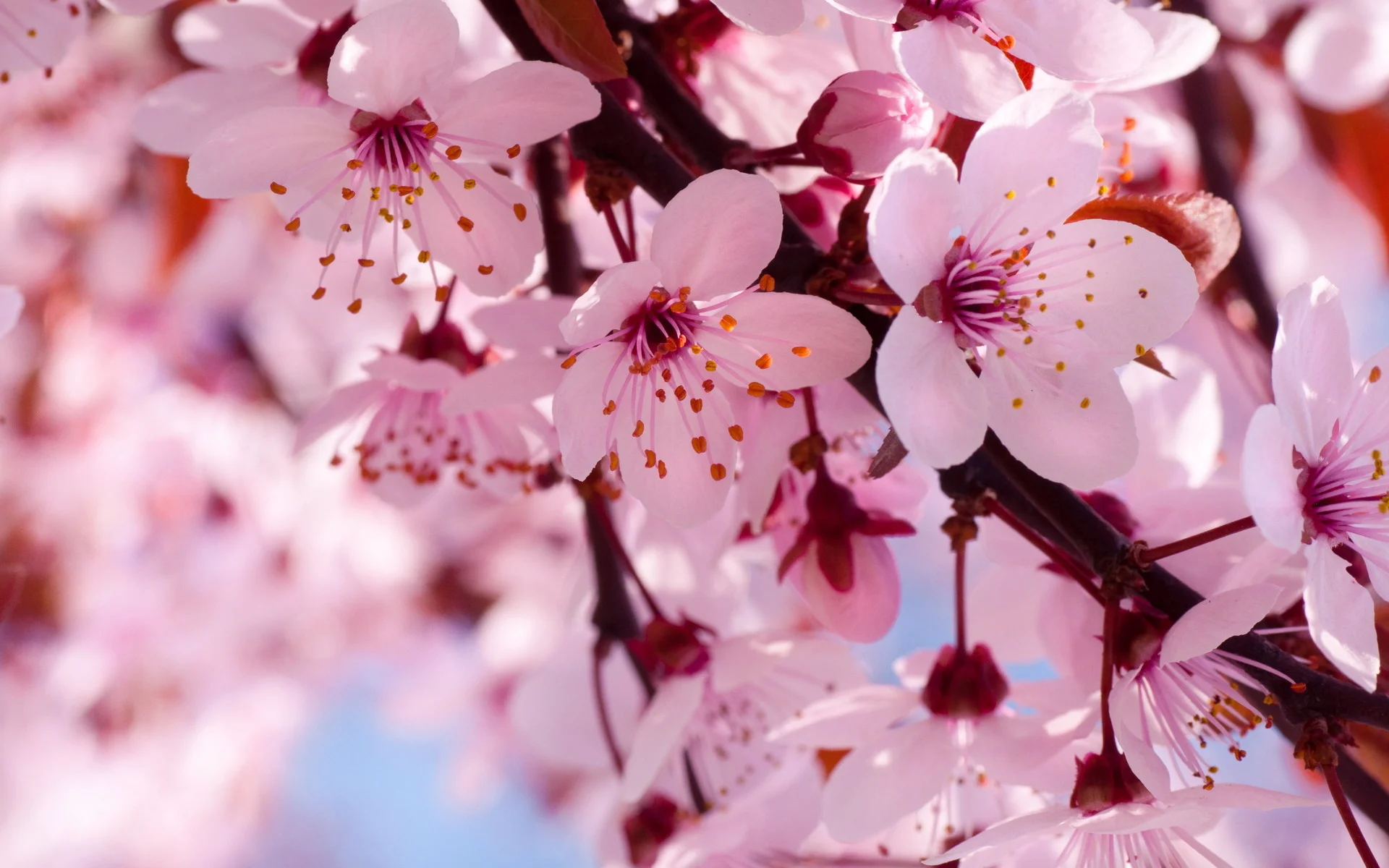 Cherry flowers branch spring blossom blossoms wallpaper