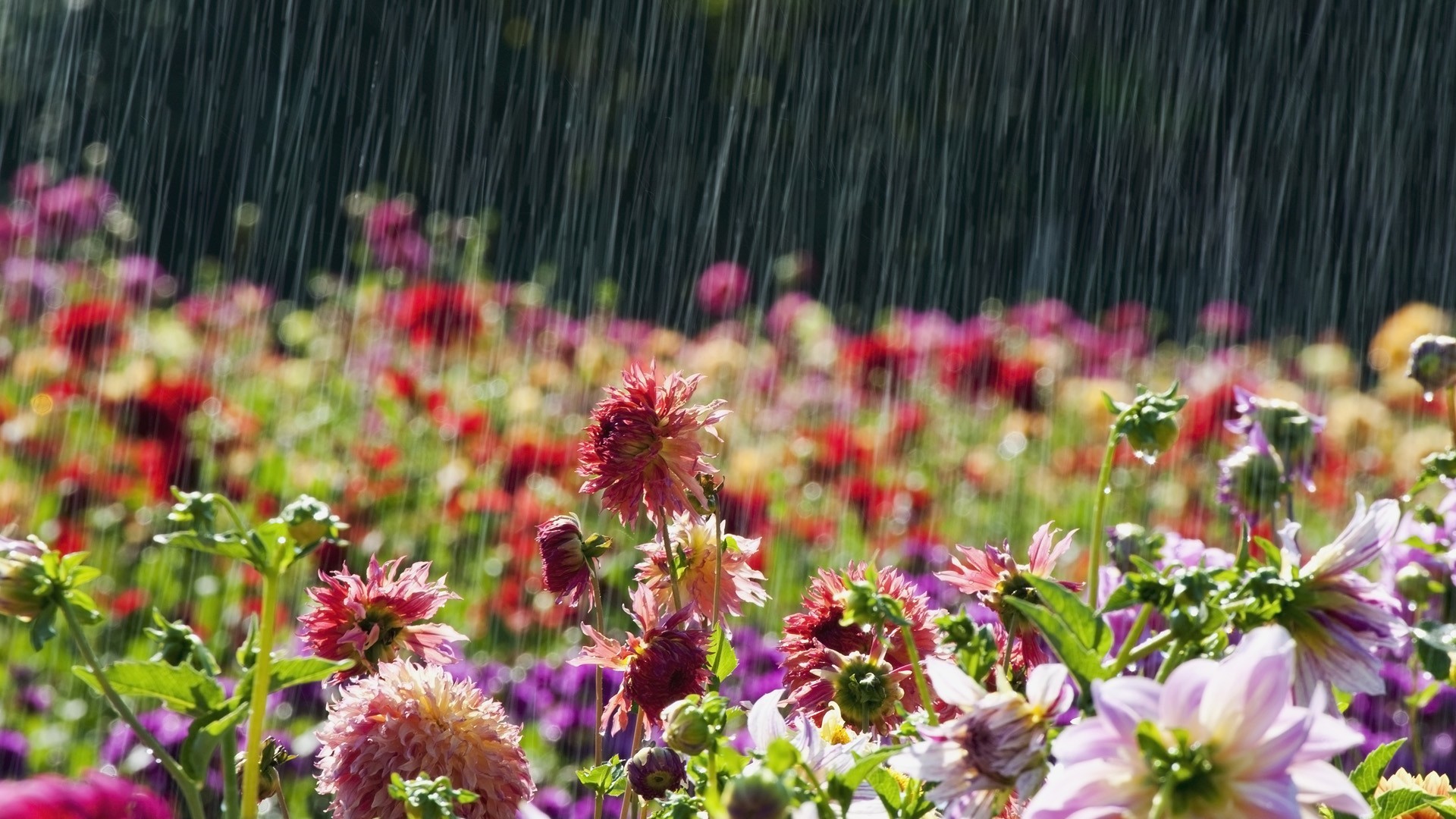 4. april showers bring may flowers wallpaper5 600×338