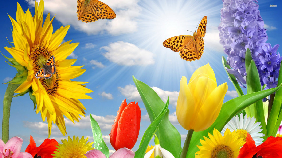 Daisy and Butterfly wallpaper wallpaper free download