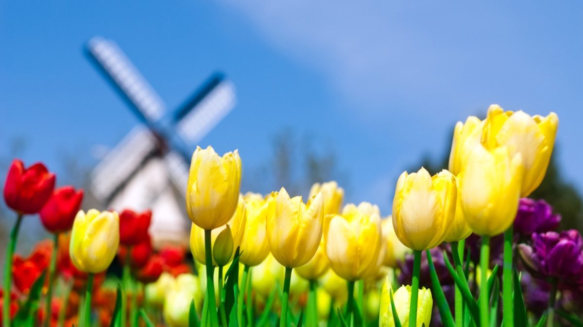 Spring Flowers Wallpapers Hd Pixelstalk Net