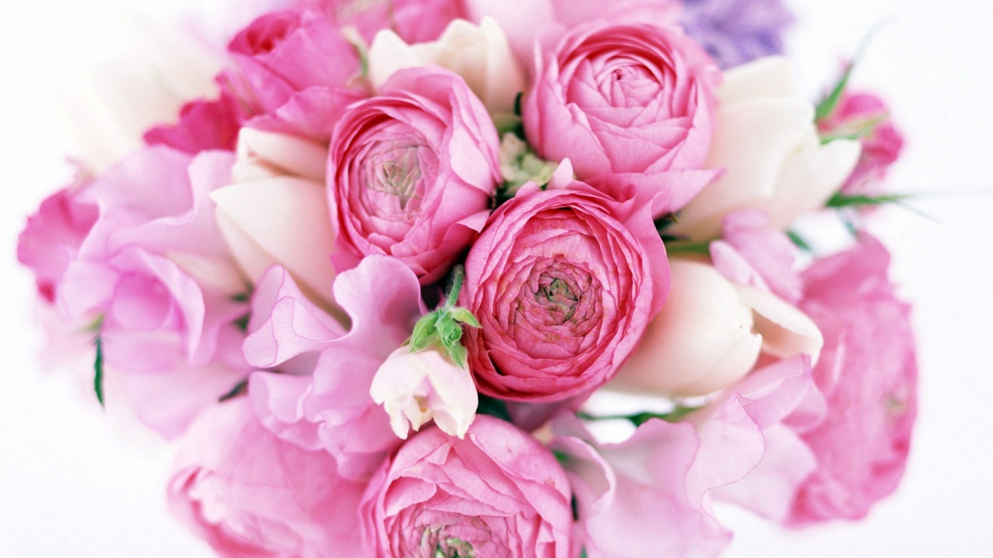 Preview wallpaper peonies, tulips, flower, flowers, tender 2048×1152