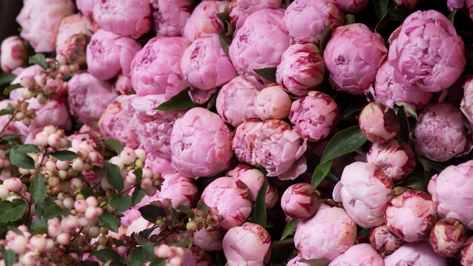 Peony wallpapers HD wallpapers free download  Wallpaperbetter