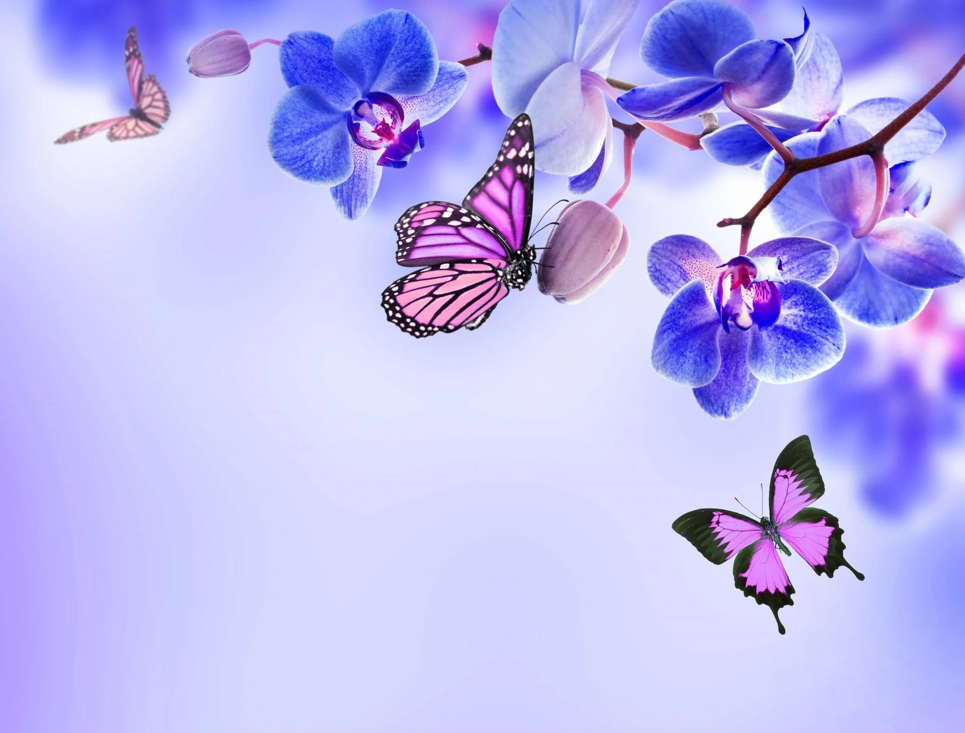 Orchid blue flowers beautiful butterflies orchid flower butterfly