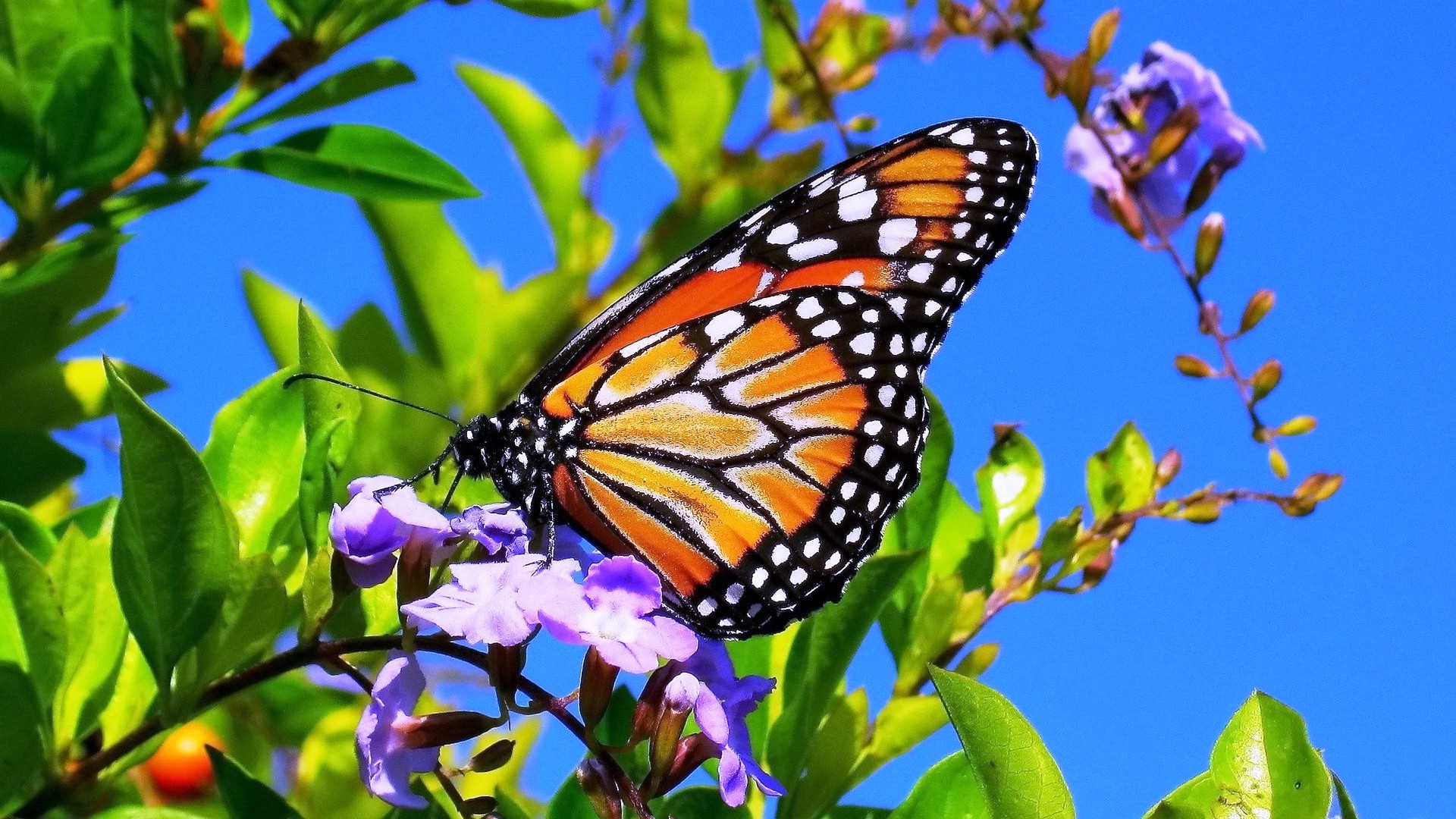 Beautiful Butterfly On Flower wallpaper wallpaper free download