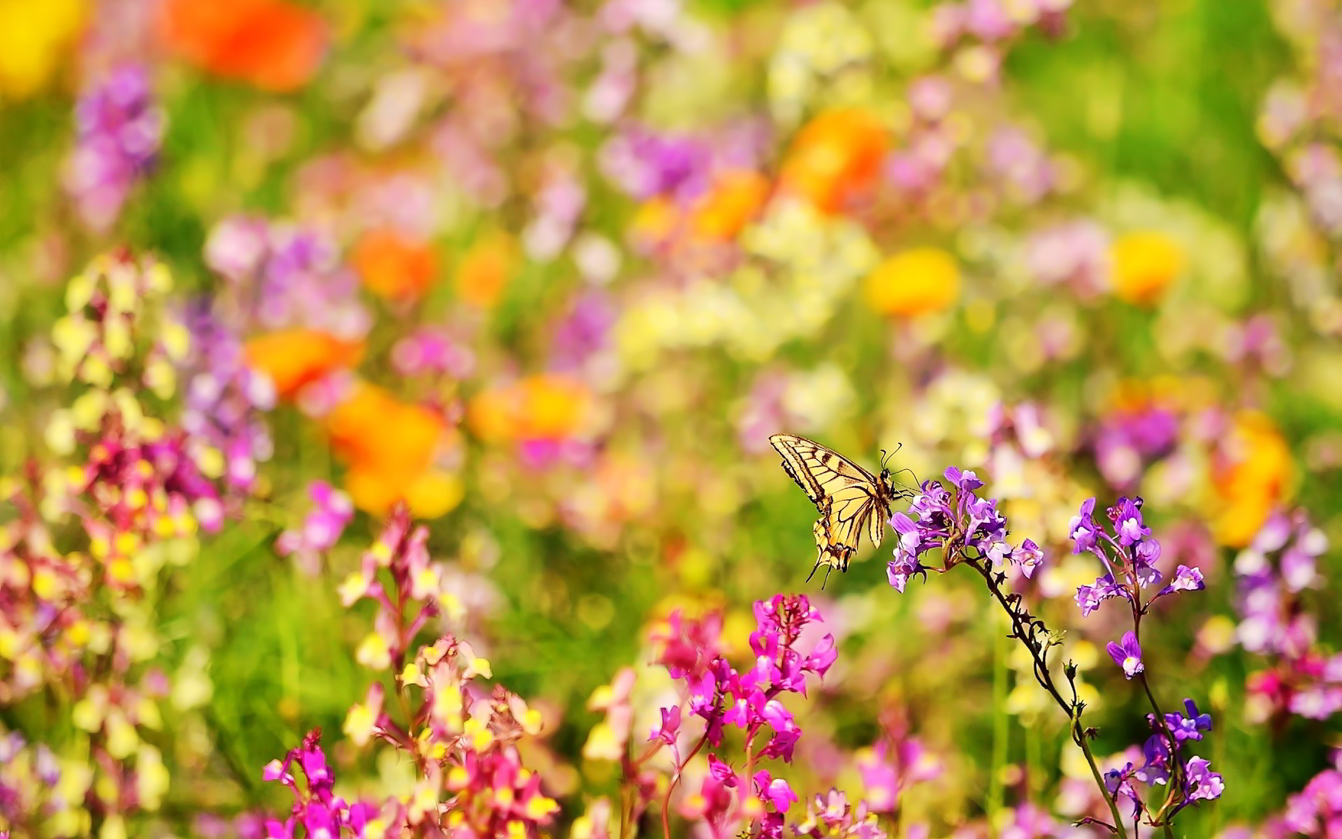 Butterfly butterflies and flowers Butterfly flowers Wallpapers