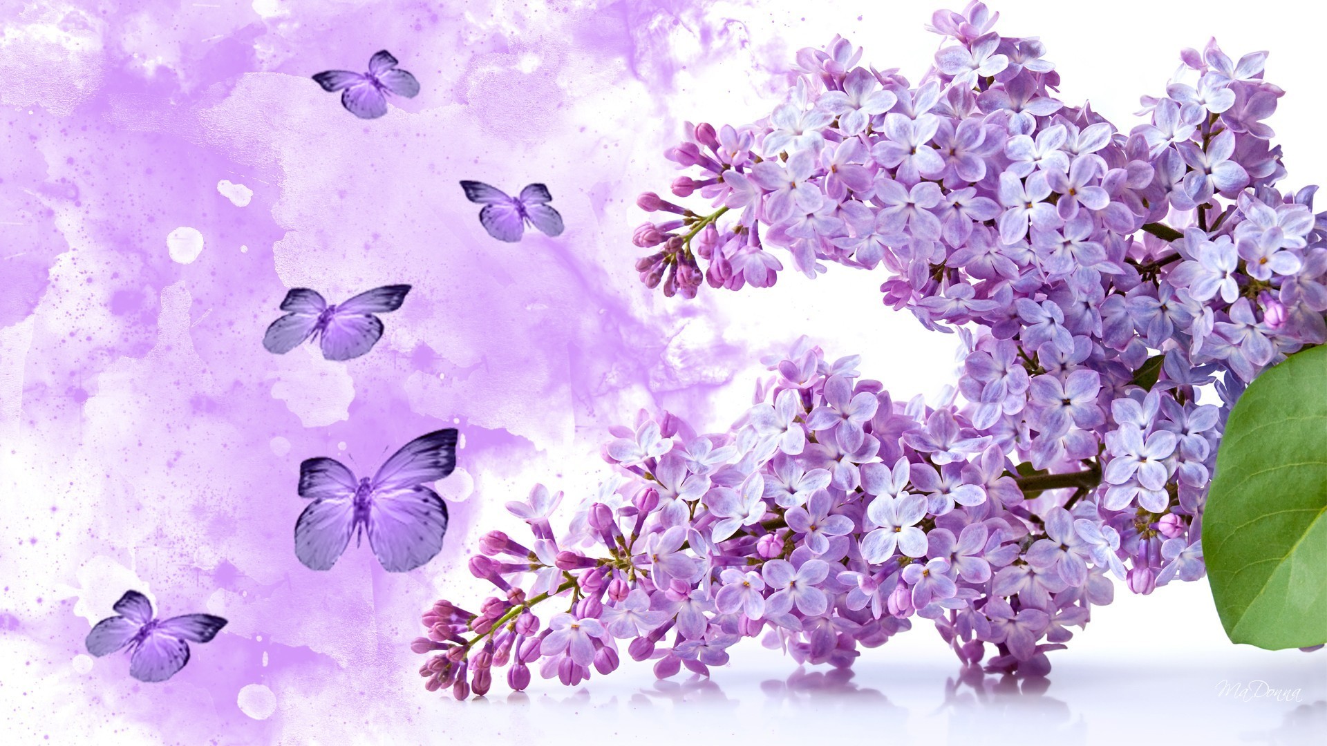 Flowers – Flowers Lilac Purple Butterflies Fleurs Soft Spring Smell  Papillon Fragrant Beauty Sweet Jasmine Flower