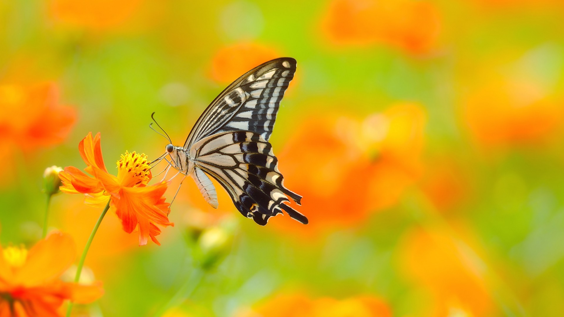 Ultra HD Wallpaper, flower 4K Butterfly on flower Ultra HD wallpaper UHD