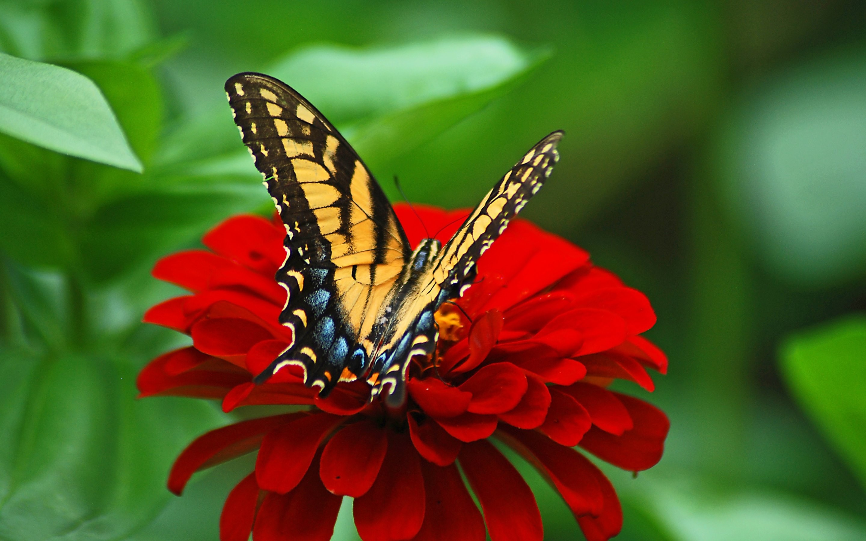 4K HD Wallpaper Butterfly on the Red Flower