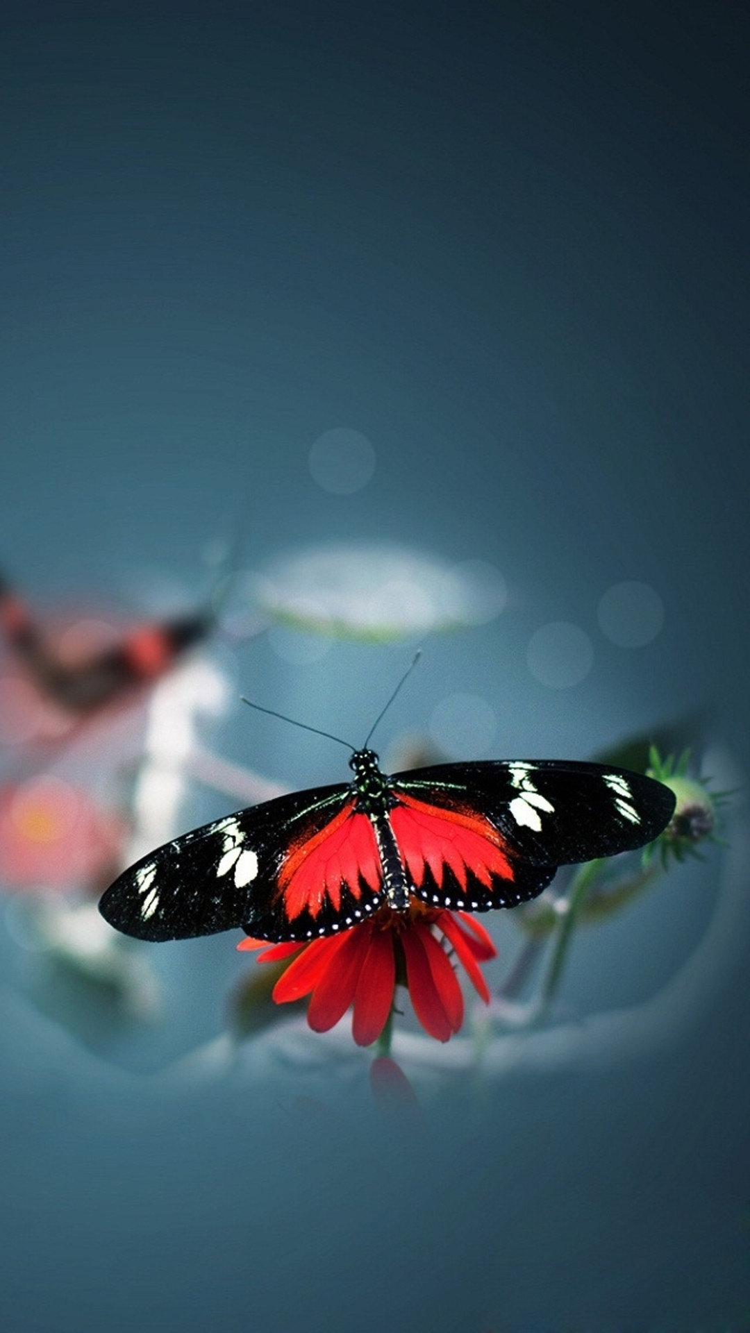 Nature Beautiful Butterfly Animal Flower Water Blur iPhone 6 wallpaper