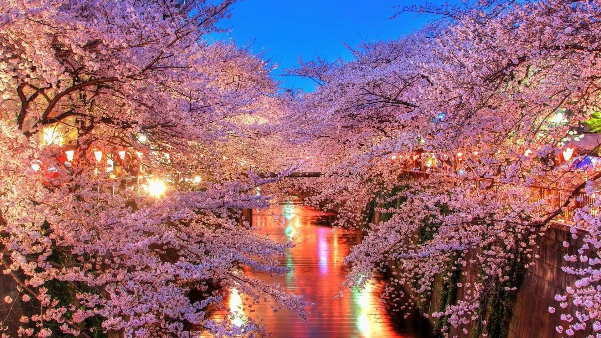 Free Cherry Blossoms City Lights Wallpapers, Free Cherry Blossoms