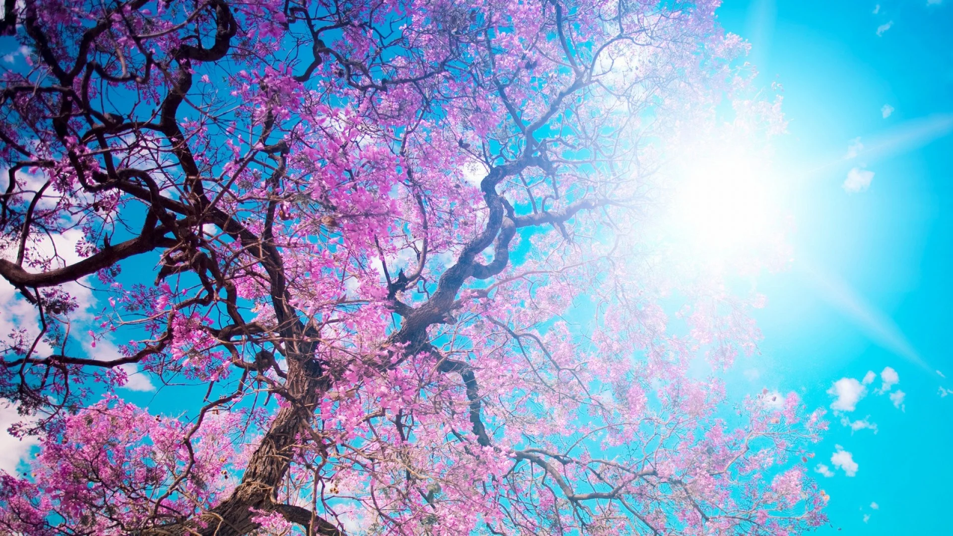 O hanami, blossom festival and to enjoy the cherry blossoms, japan