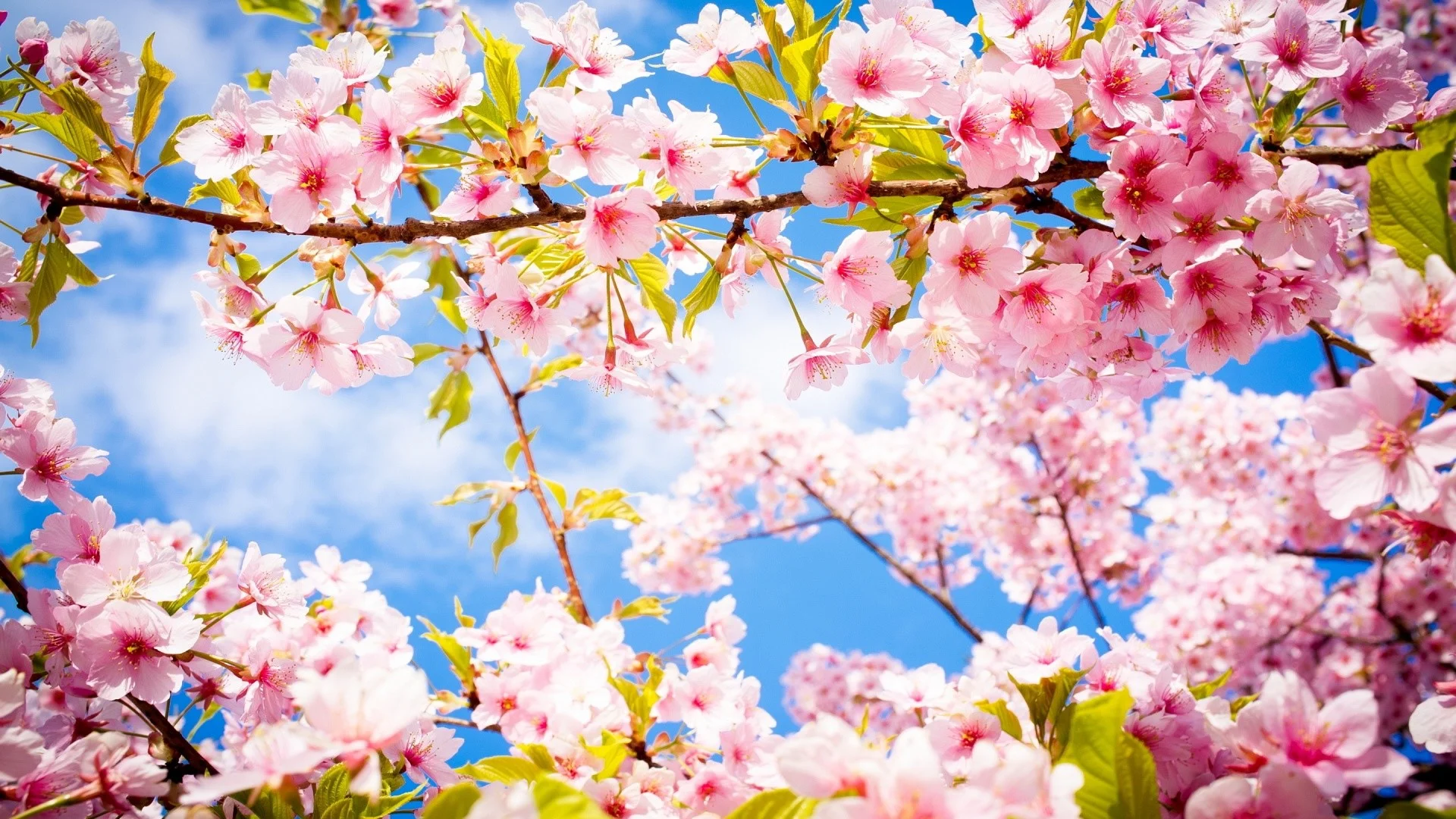 Spring Wallpaper Cherry Blossom HD Wallpapers