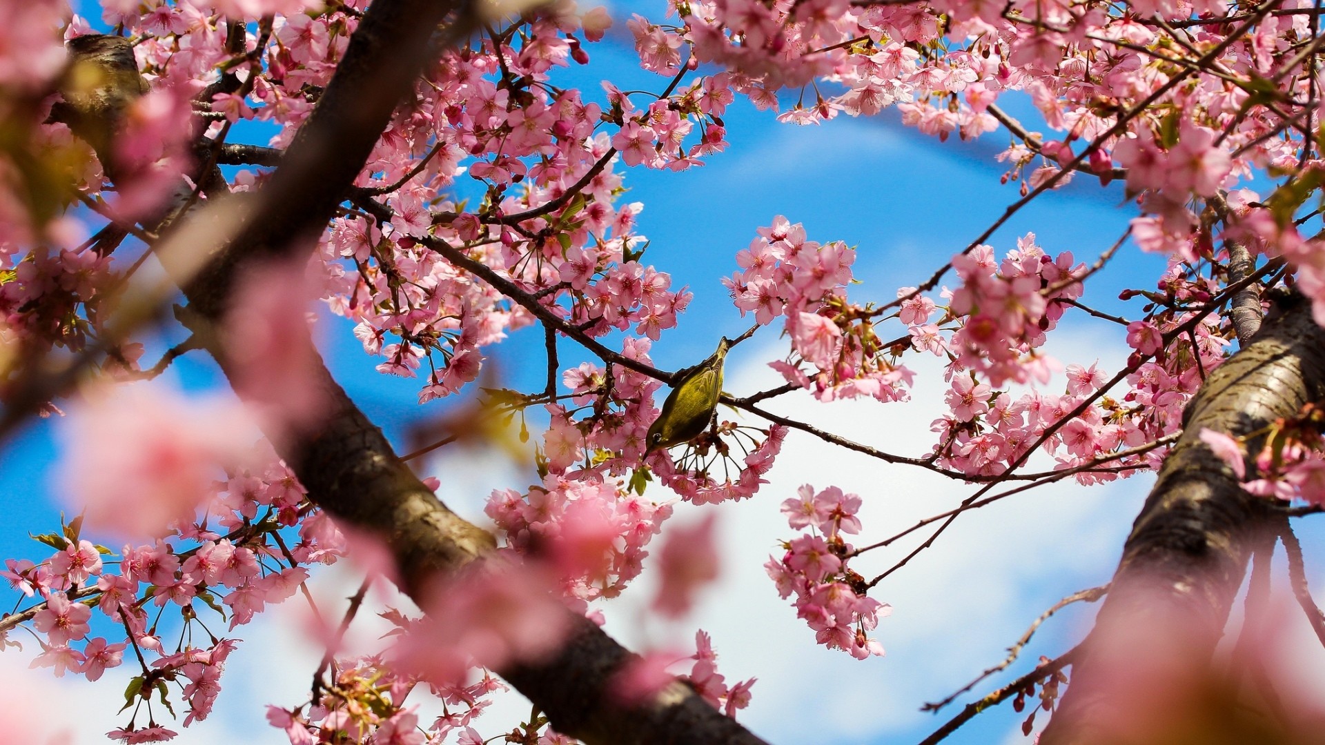 Picture of cherry blossoms HD Desktop Wallpaper