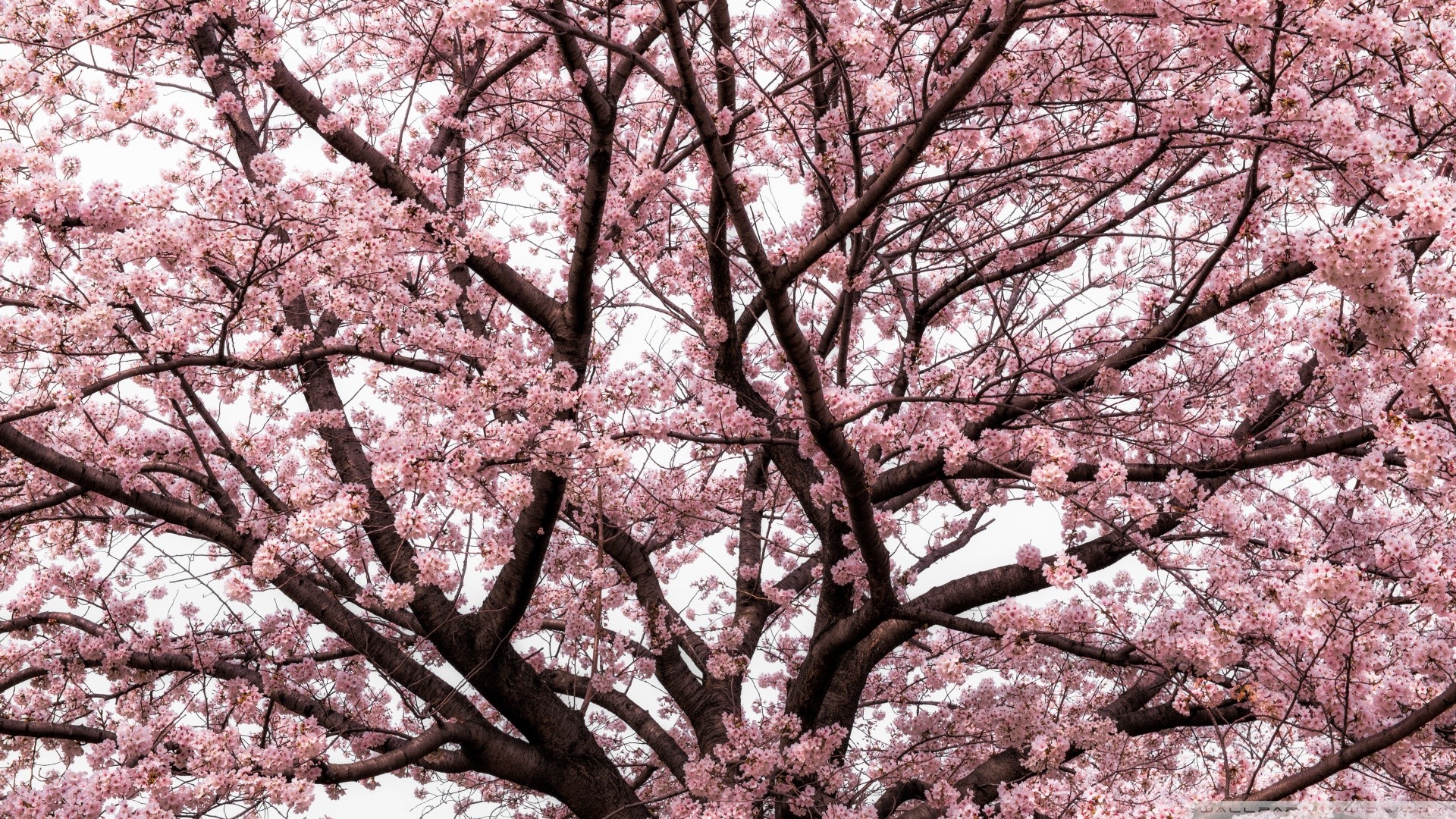 55+ Japanese Cherry Blossom Wallpaper 1920×1080