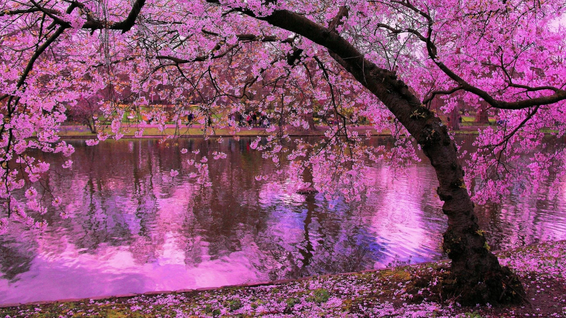 Cherry Blossom 1920X1080 / 5089974 1920x1080 Cherry Blossom Spring Japan Wallpaper Jpg Cool