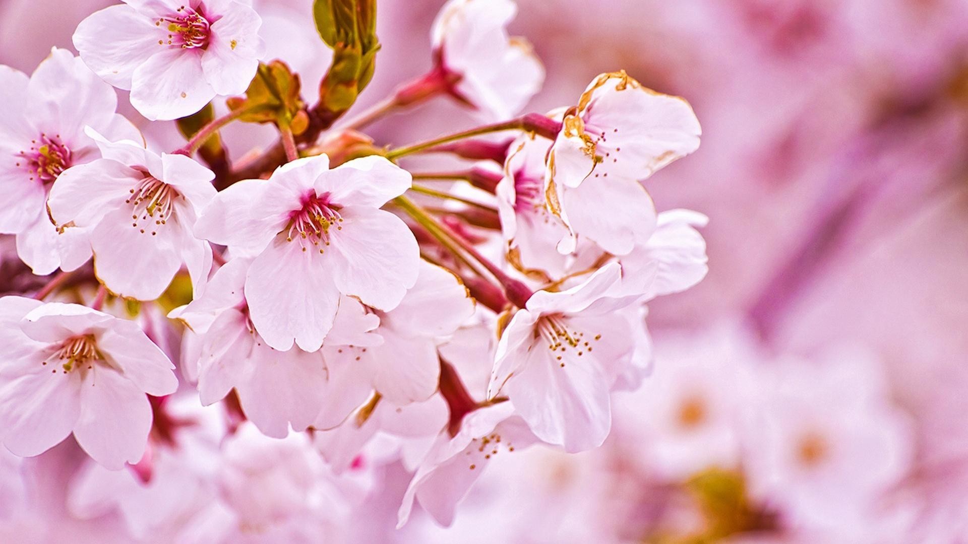 Japan cherry blossoms flowers spring season wallpaper