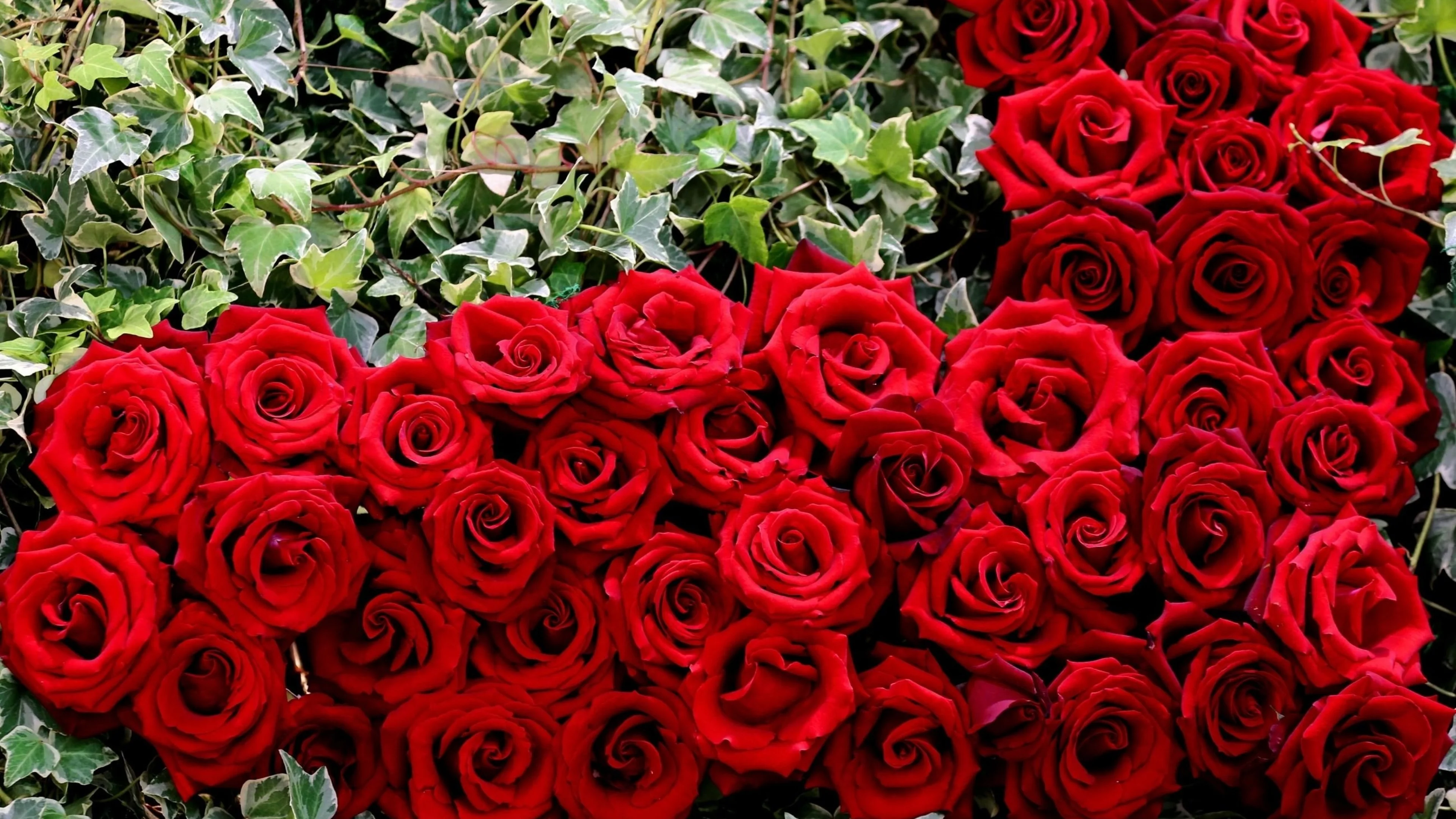 Beautiful rose flowers. Расми гулхо.