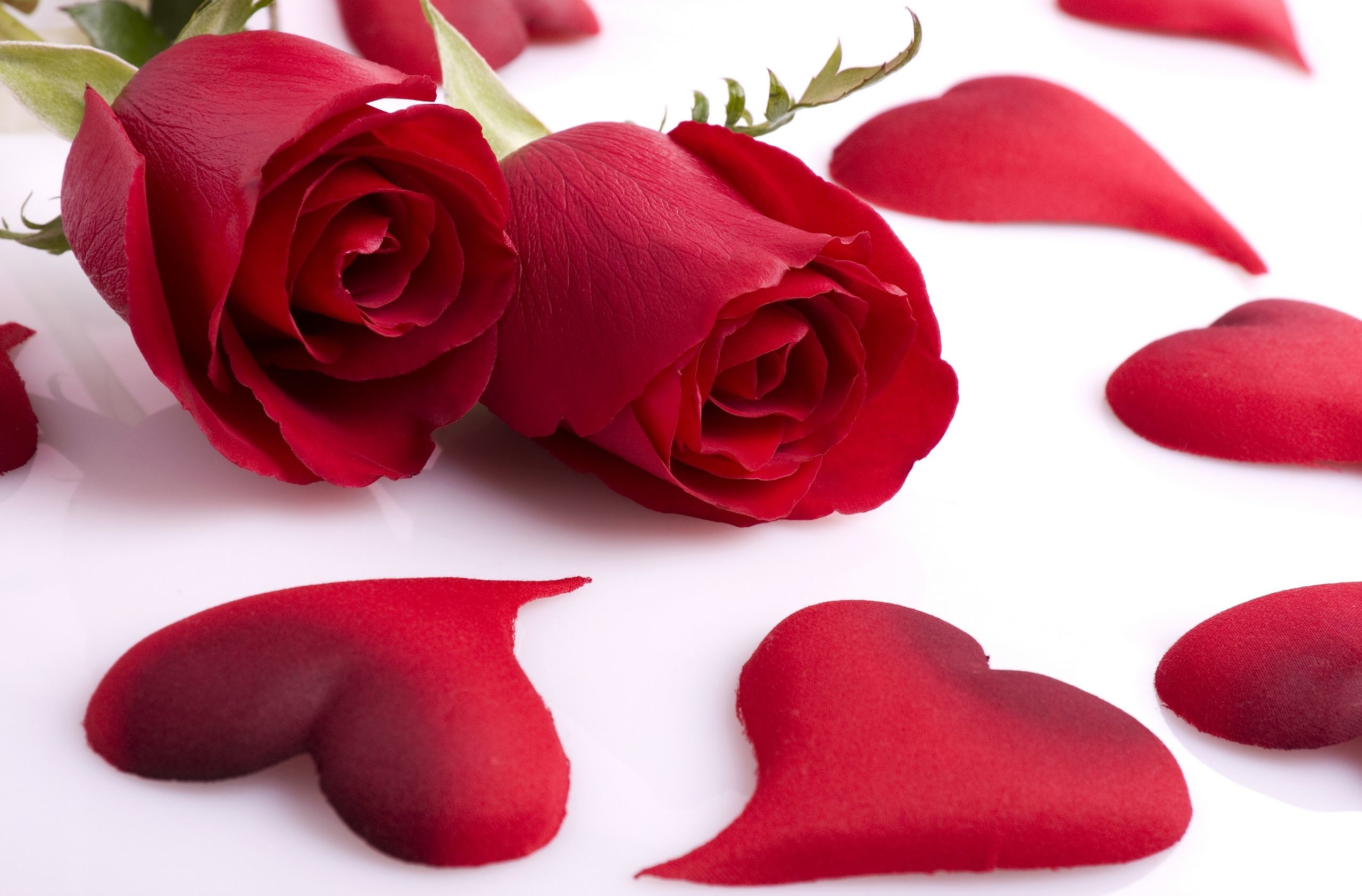 10 Beautiful Rose Wallpapers For Desktop, Android, Mobile
