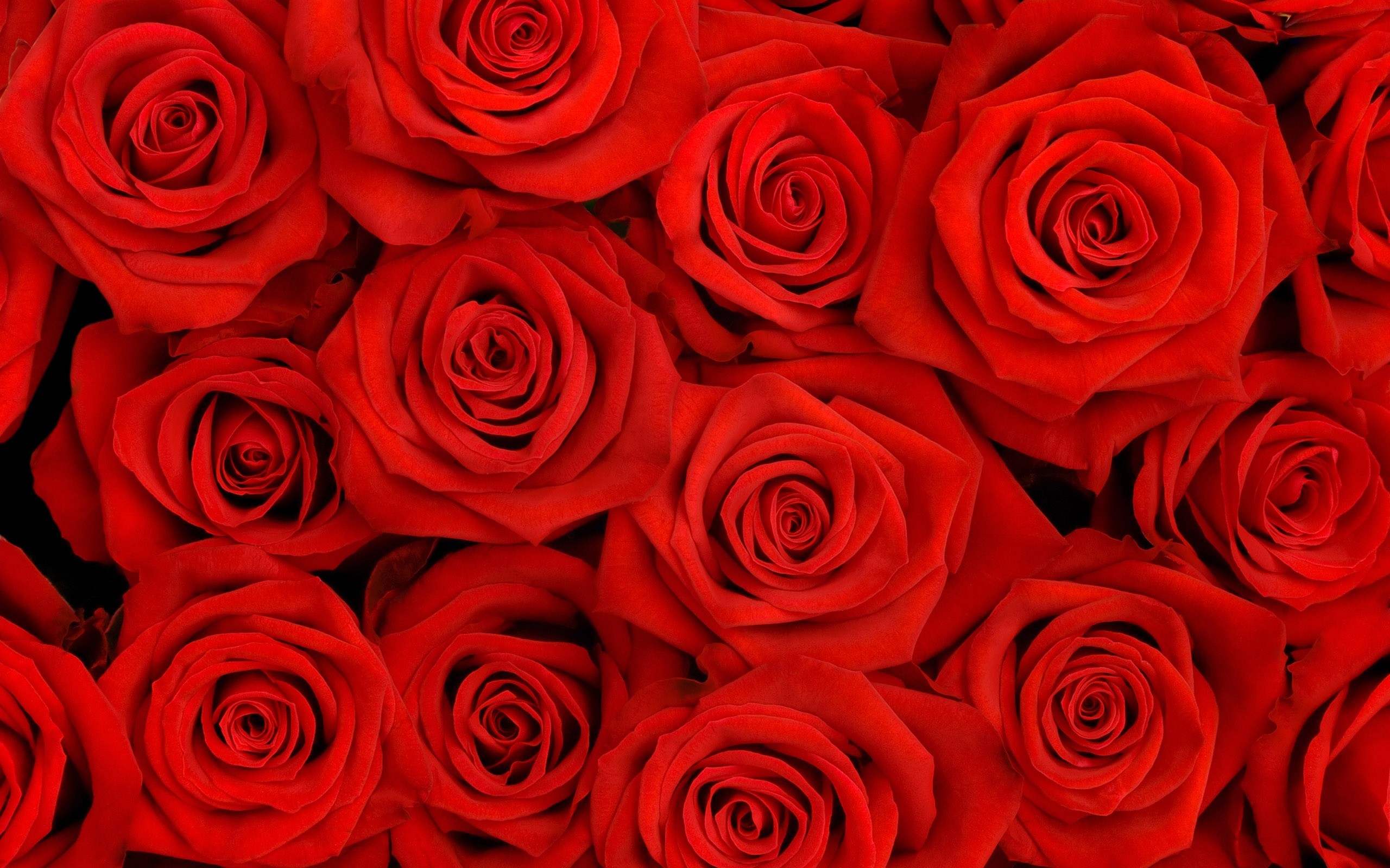Lovely Roses HQ