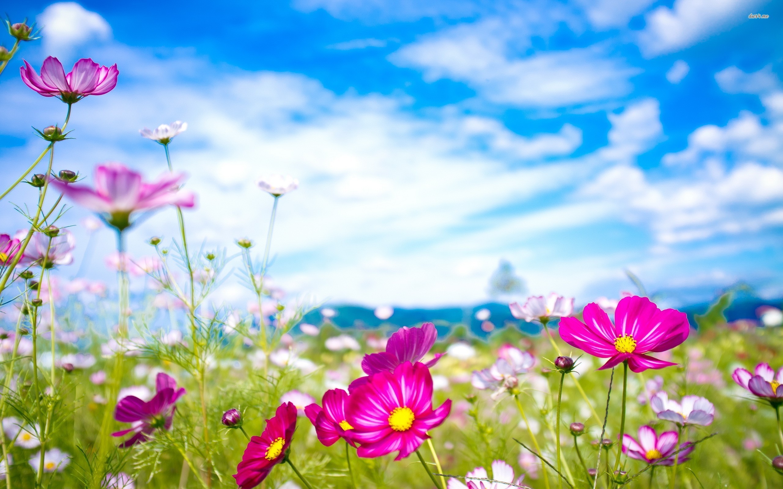 Flower Wallpapers High Definition