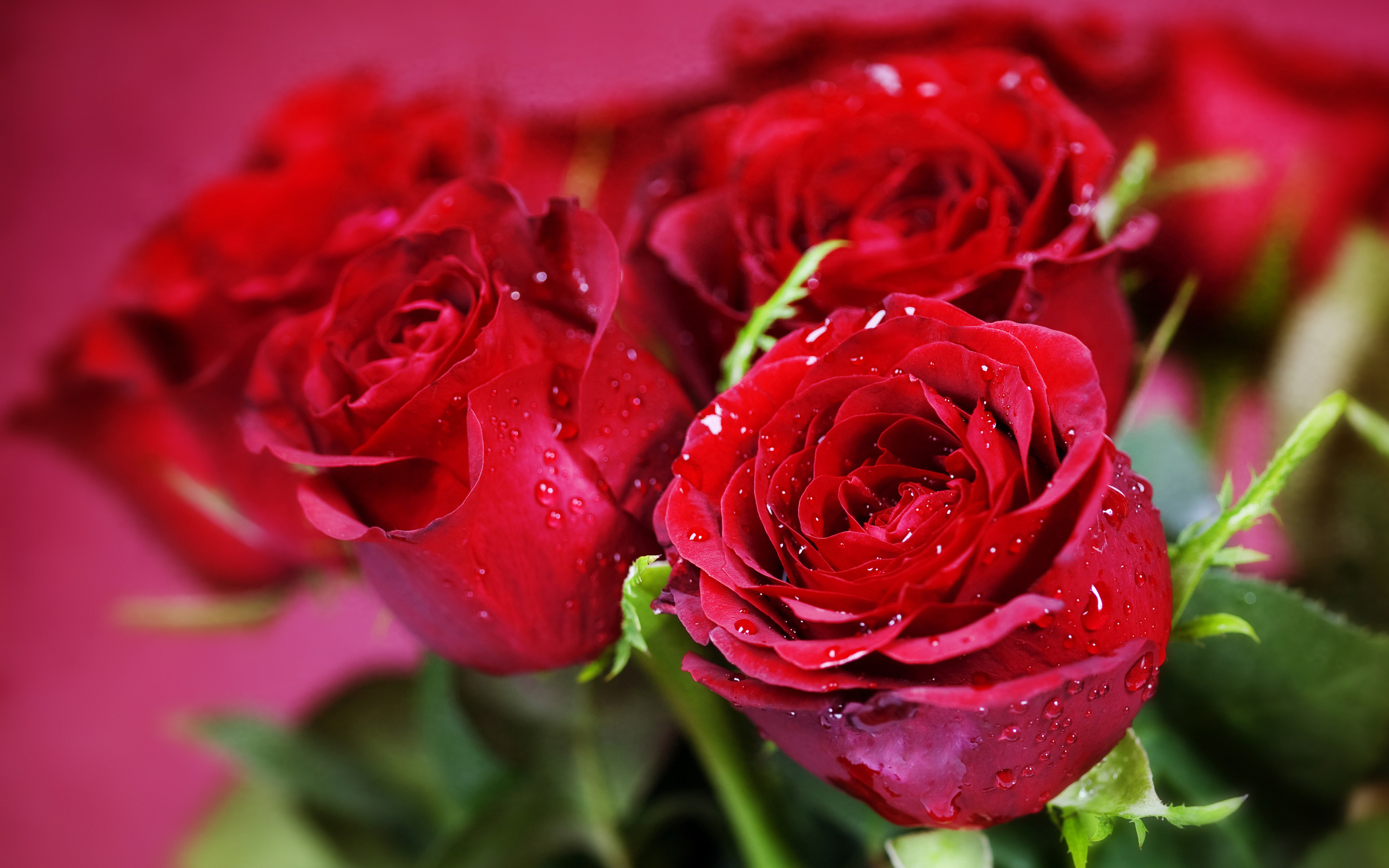 Valentines-day-flowers-background