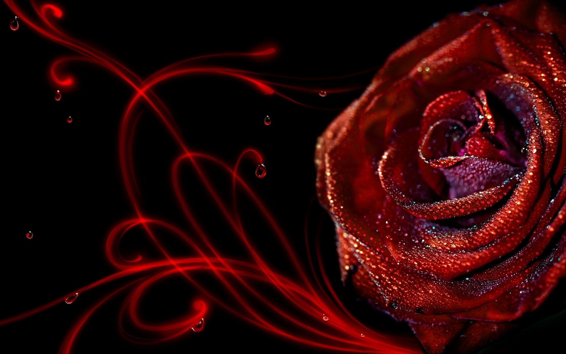 Wallpaper HD 3d Flower Rose – 3D, Flowers Wallpaper Collections .