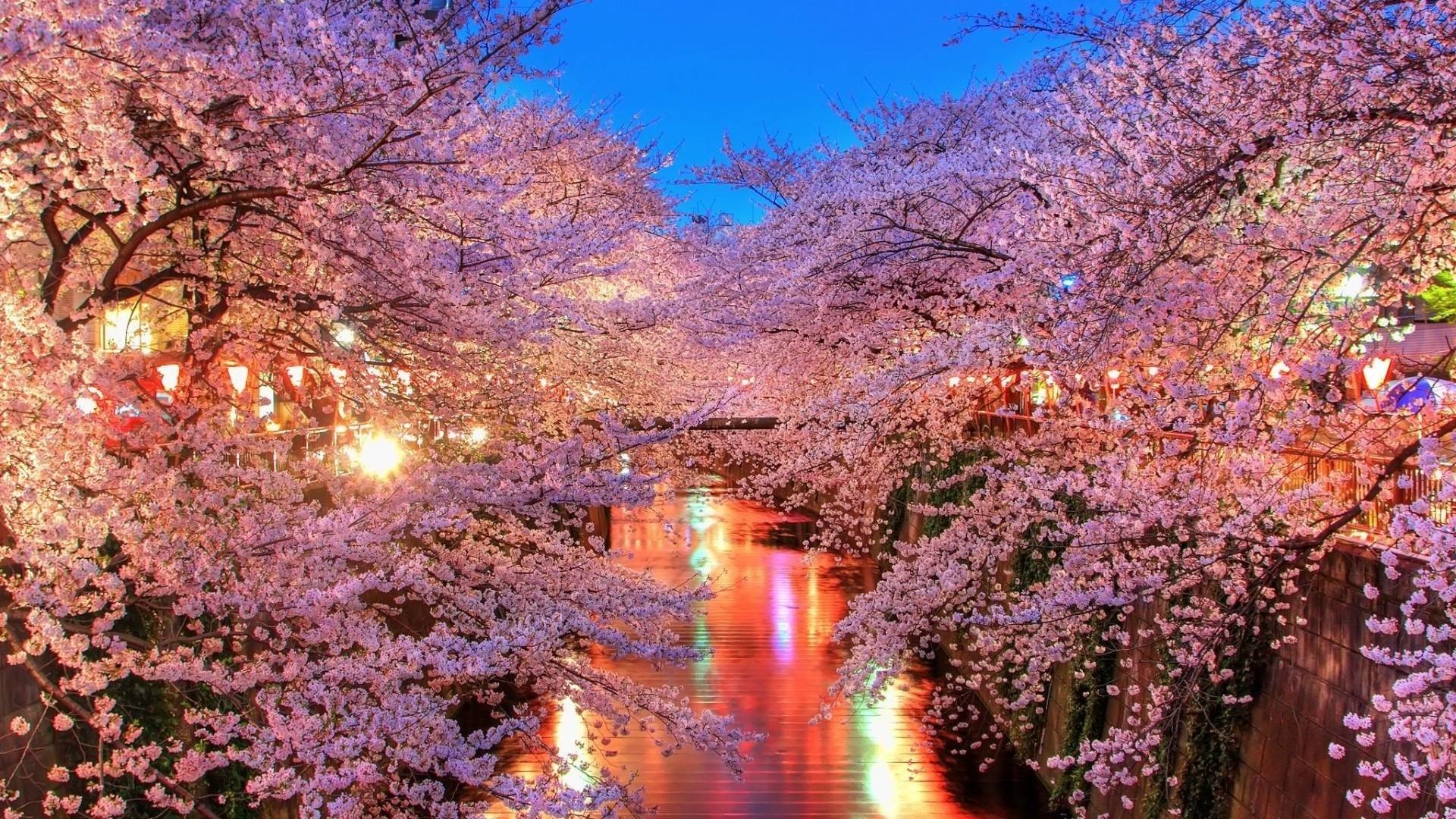 Free Cherry Blossoms City Lights Wallpapers, Free Cherry Blossoms .